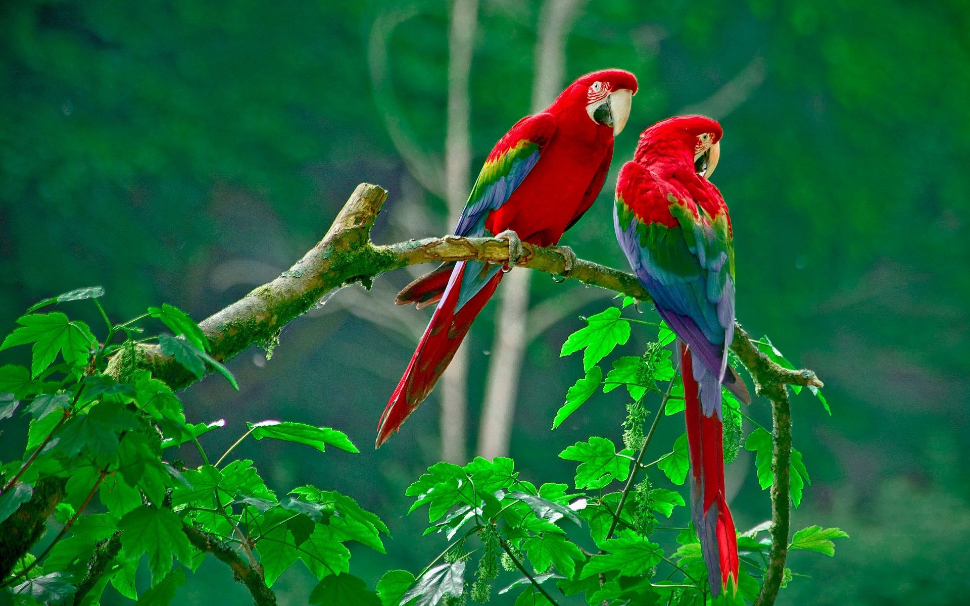 Beautiful Love Birds Wallpapers