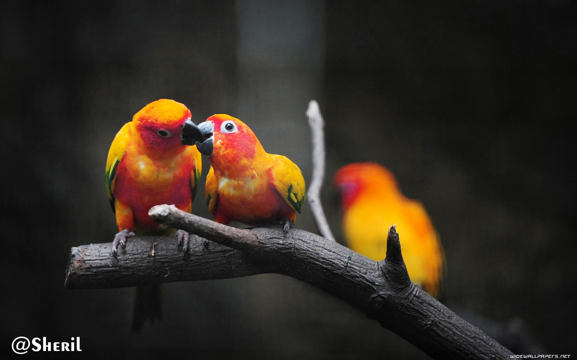 Beautiful Love Birds Wallpapers