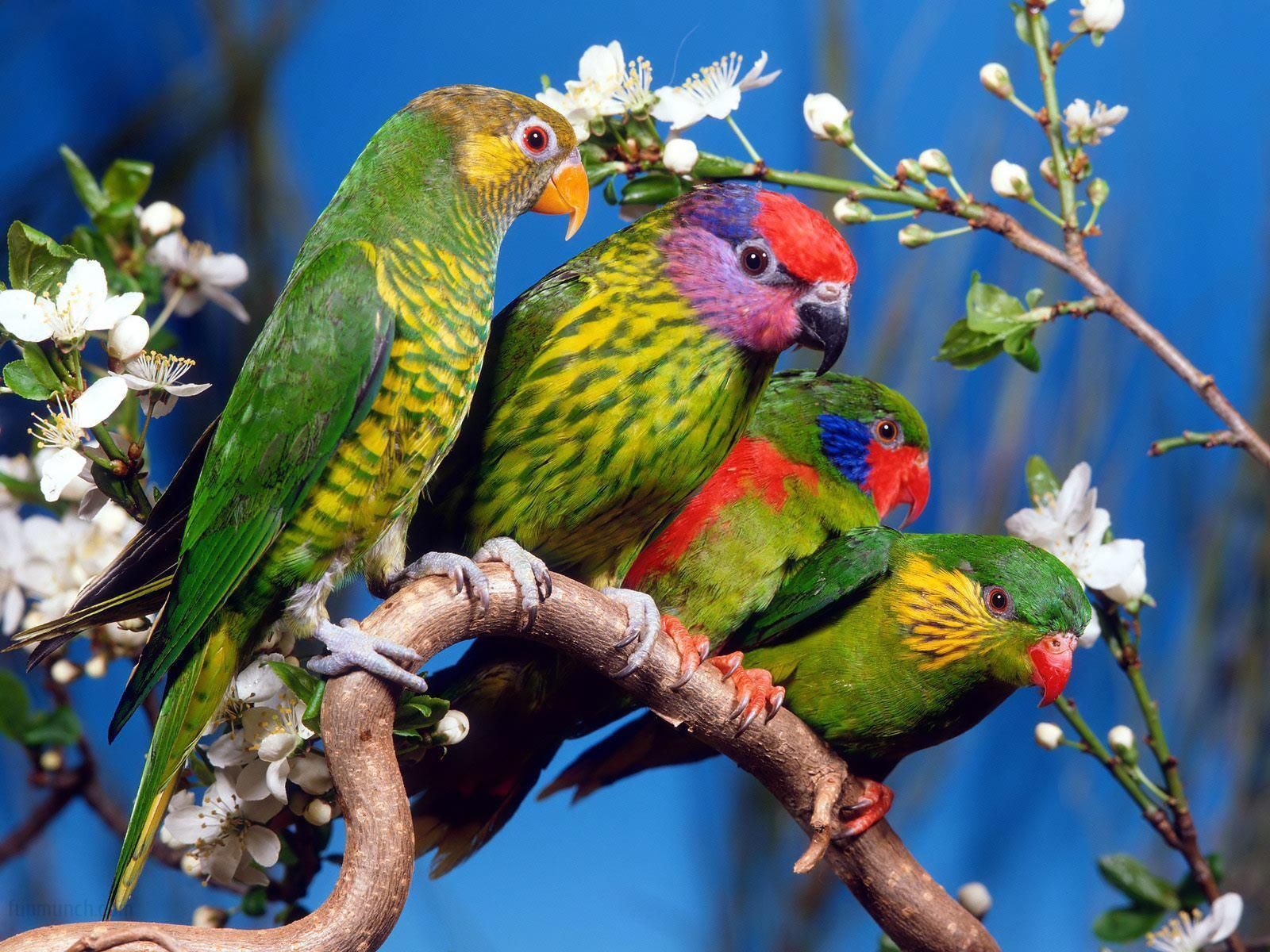 Beautiful Love Birds Wallpapers