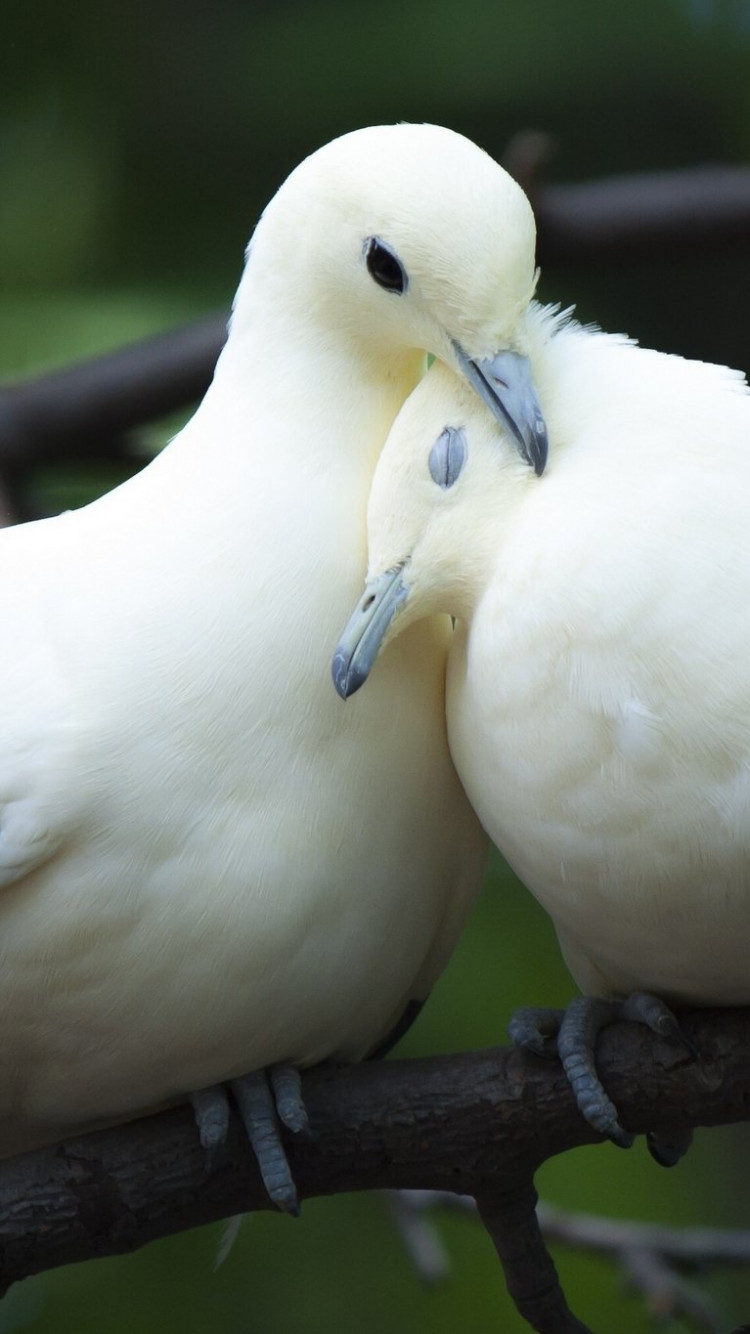 Beautiful Love Birds Wallpapers