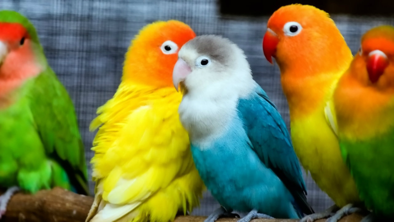 Beautiful Love Birds Wallpapers