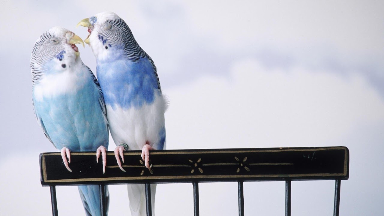 Beautiful Love Birds Wallpapers