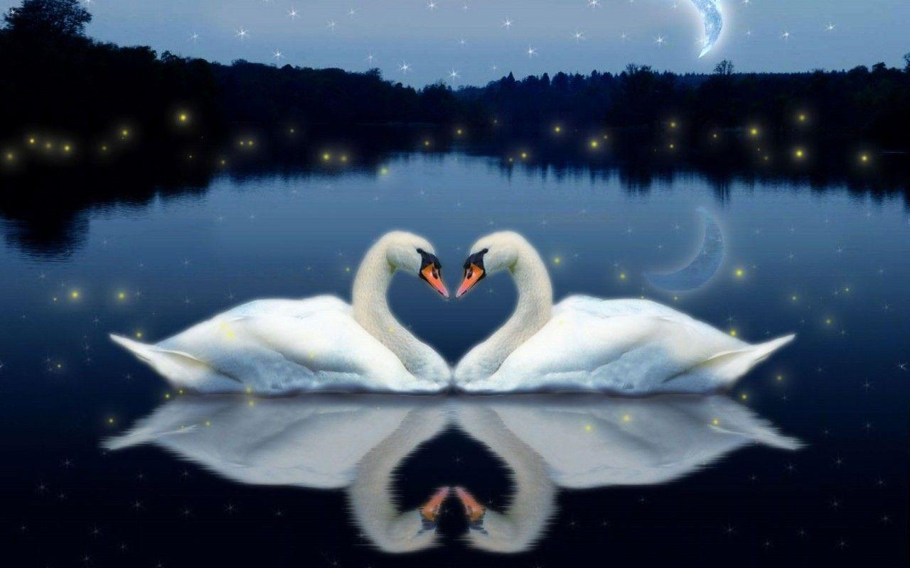 Beautiful Love Birds Wallpapers