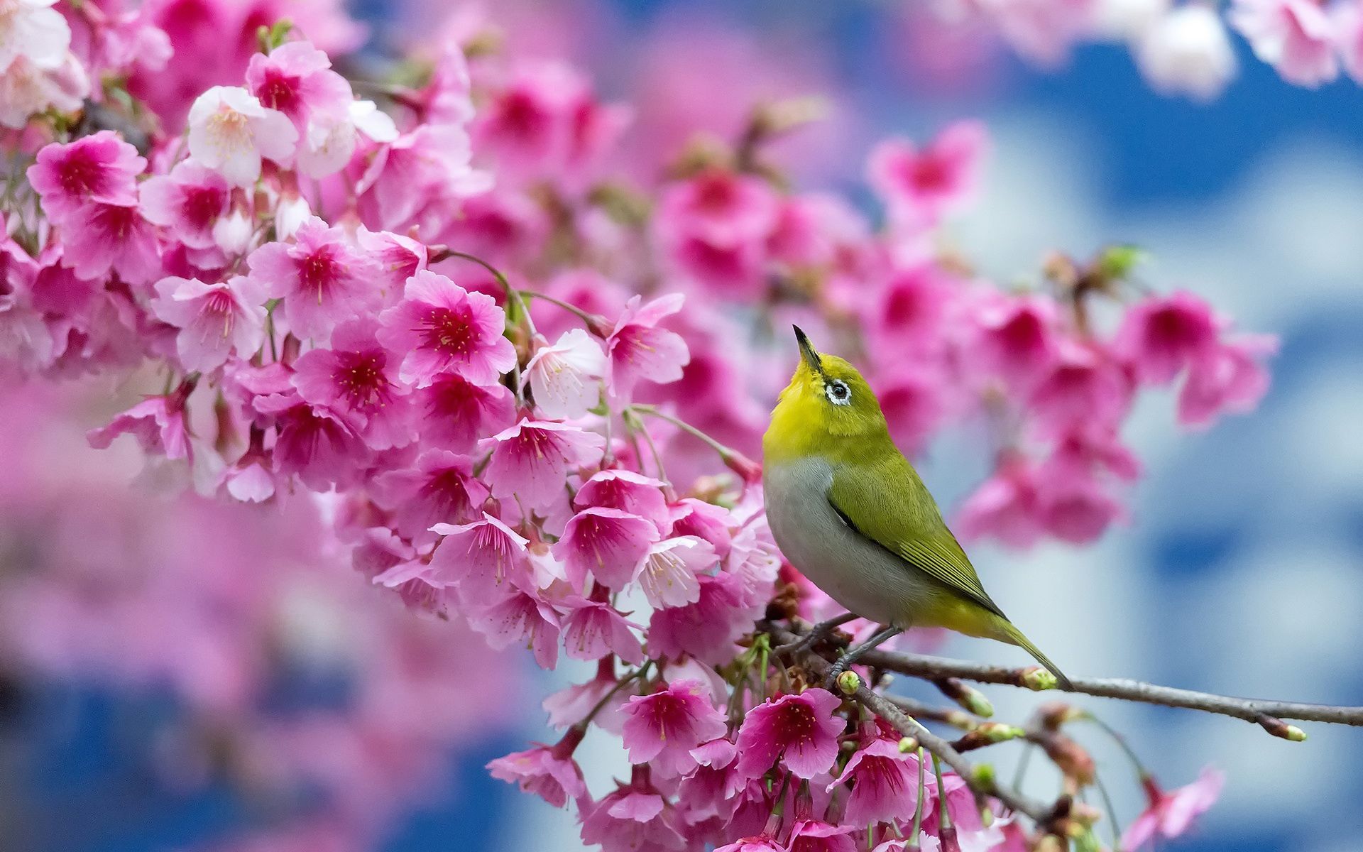 Beautiful Nature Spring Wallpapers