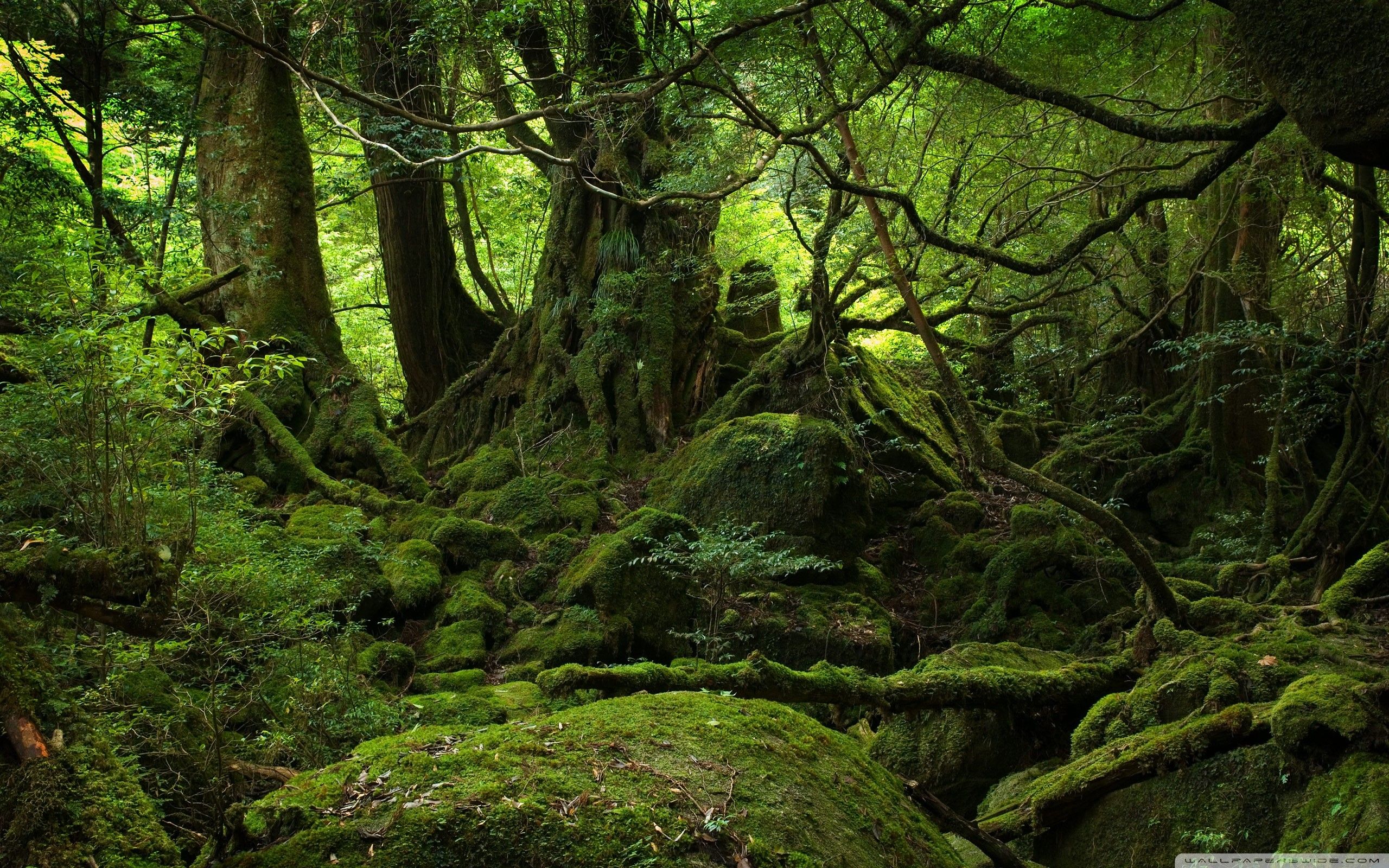 Beautiful Nature Thunderstorm Colorful Forest Wallpapers