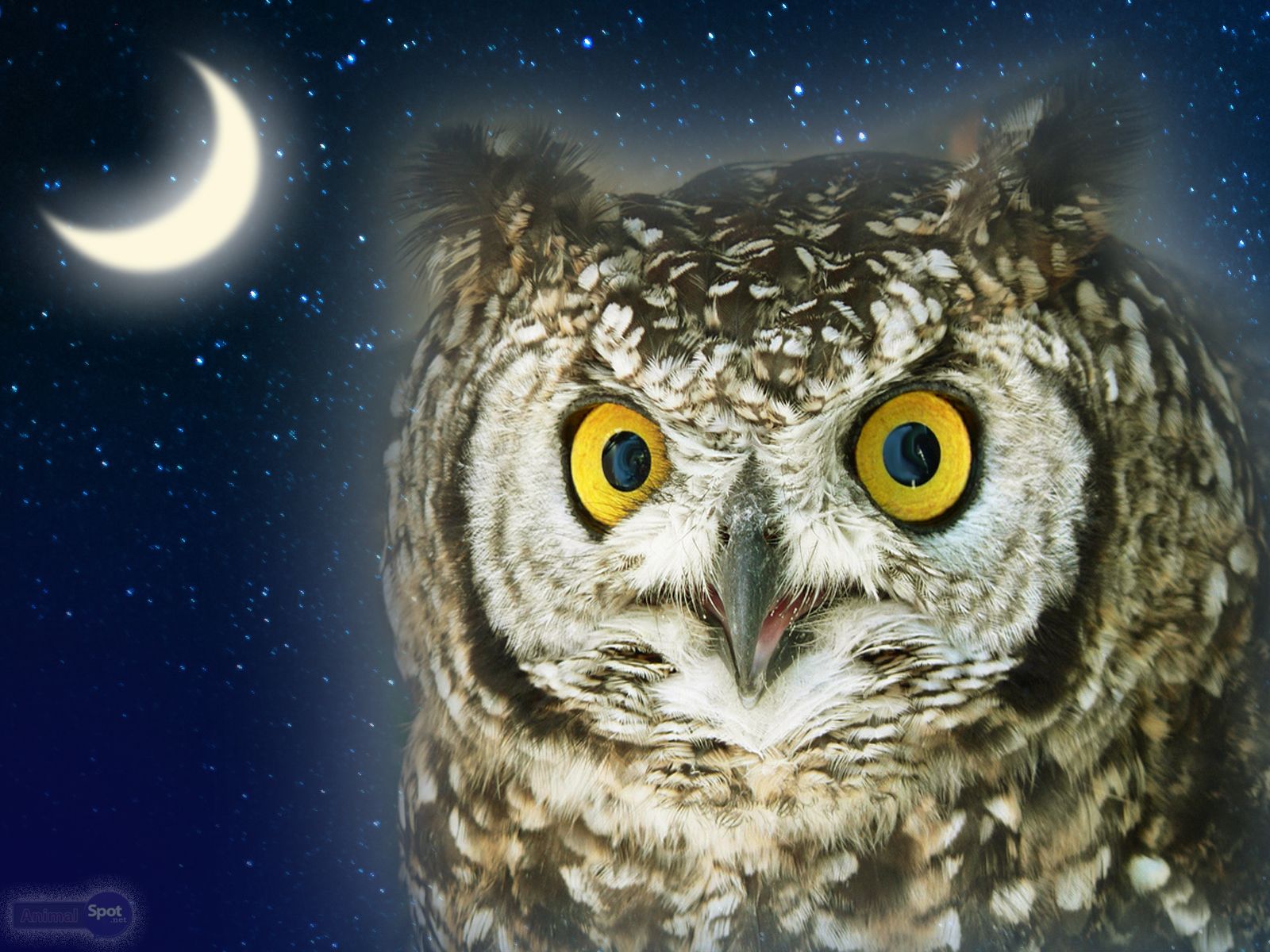 Beautiful Owl Wallpapers