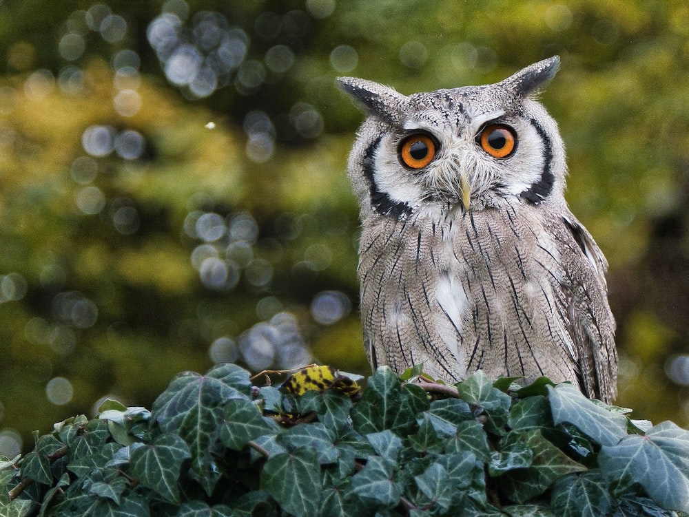 Beautiful Owl Wallpapers