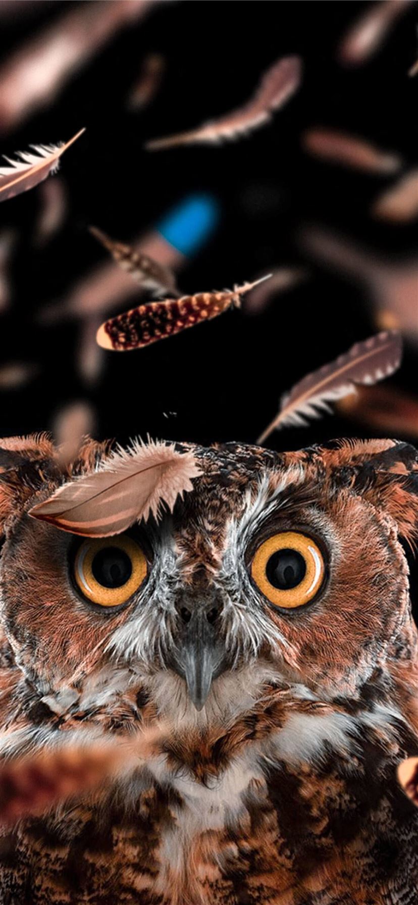 Beautiful Owl Wallpapers