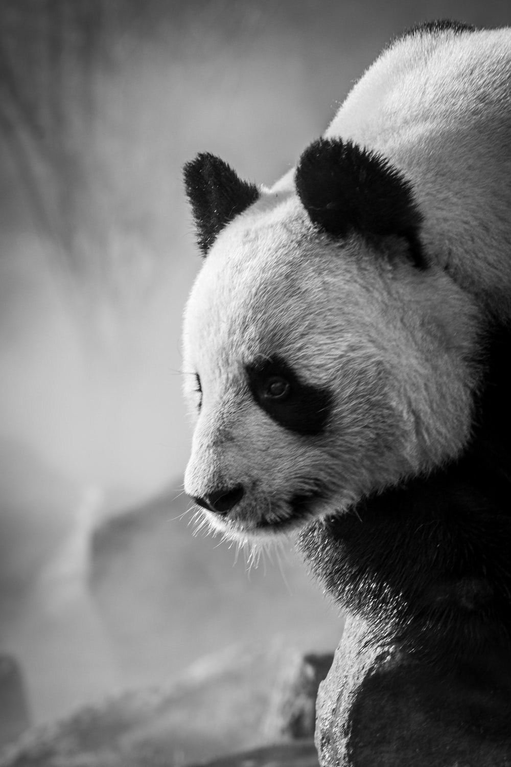 Beautiful Panda Wallpapers