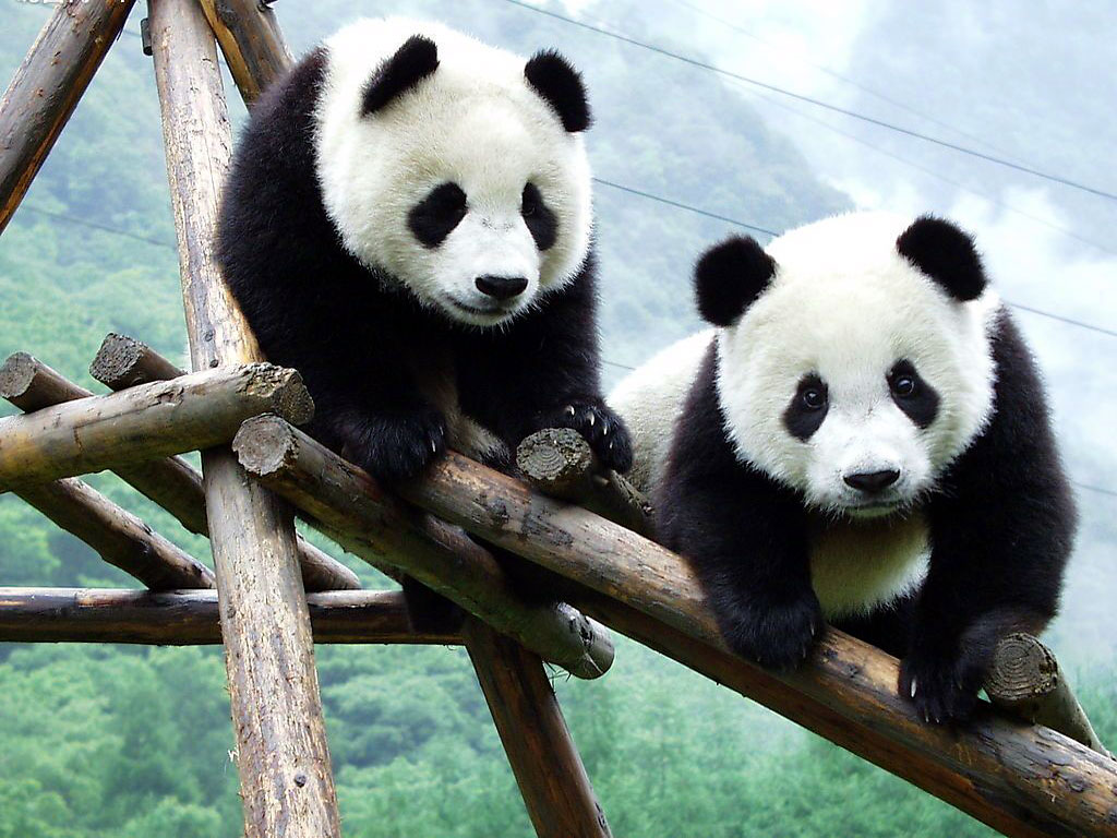 Beautiful Panda Wallpapers