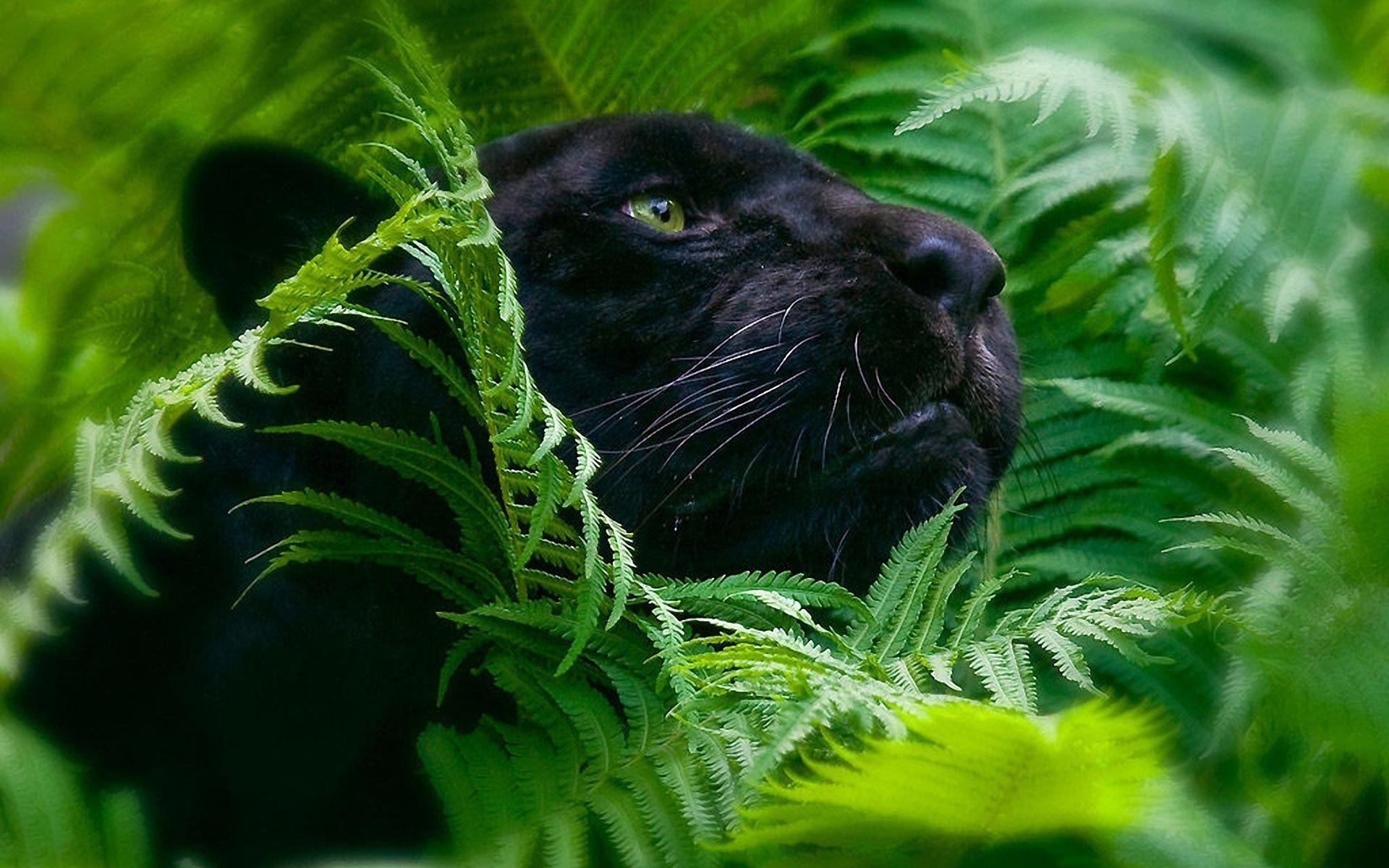 Beautiful Panther Wallpapers