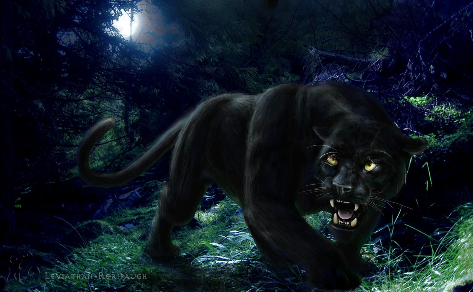 Beautiful Panther Wallpapers