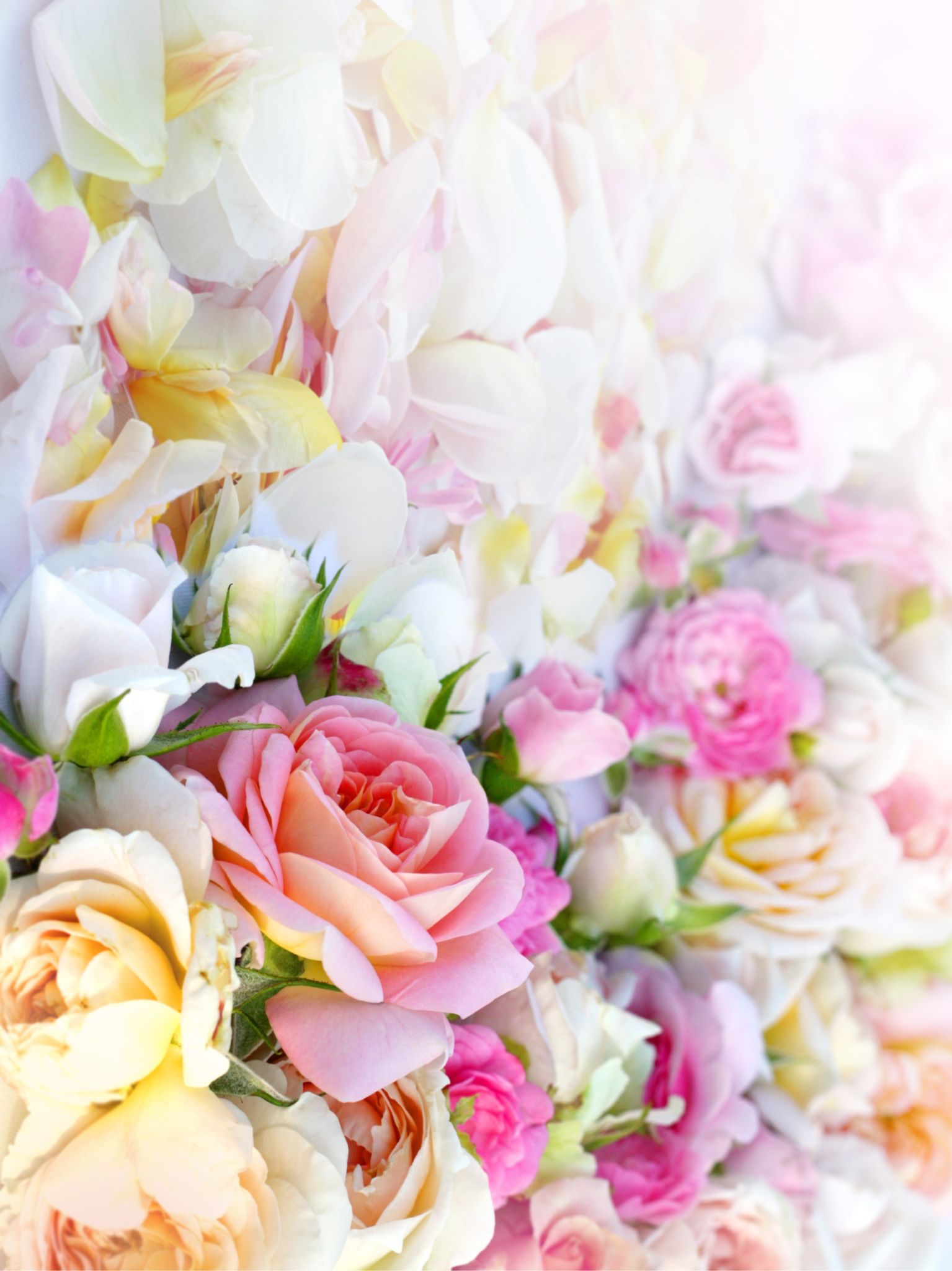 Beautiful Pastel Flowers Wallpapers