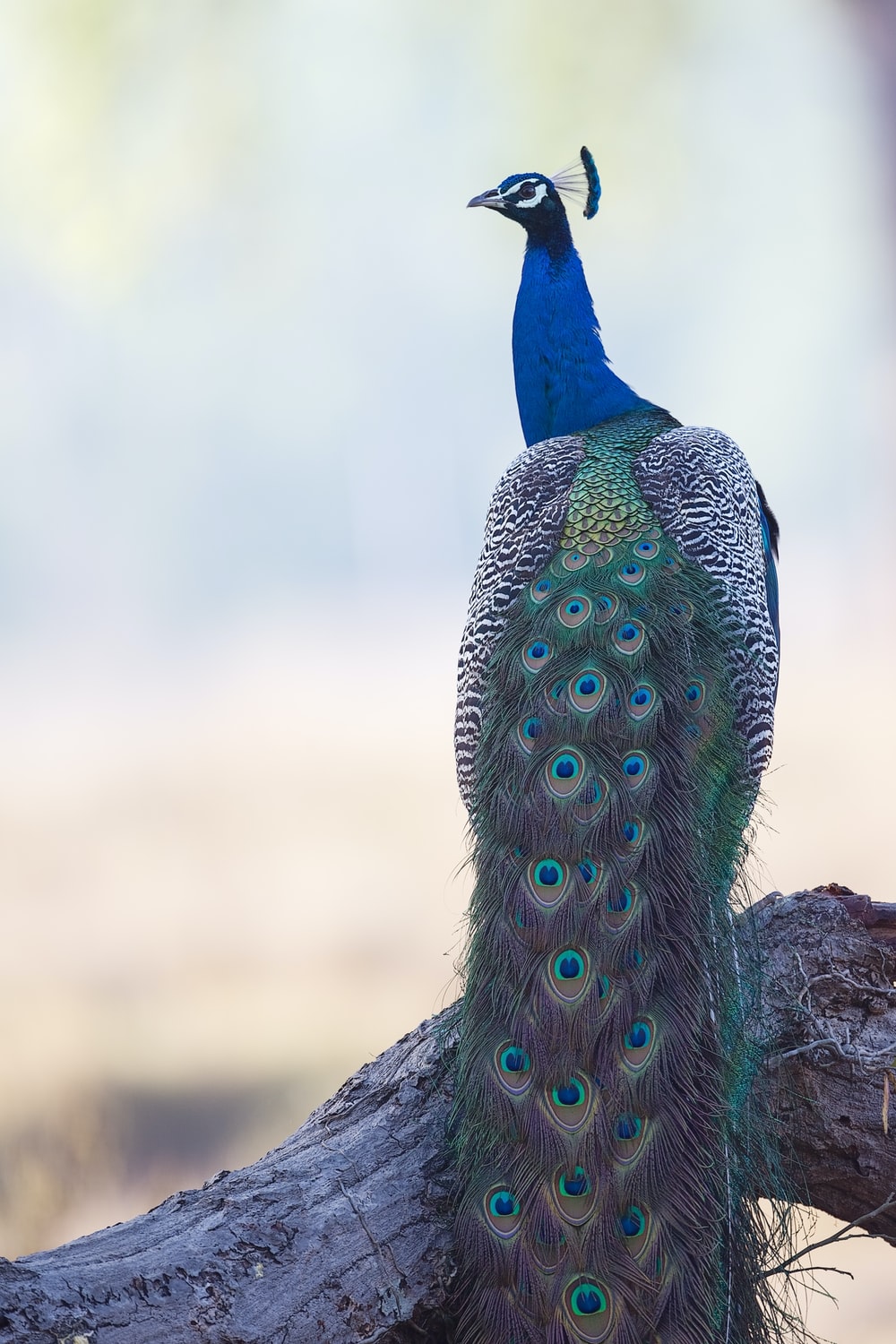 Beautiful Peacock Wallpapers