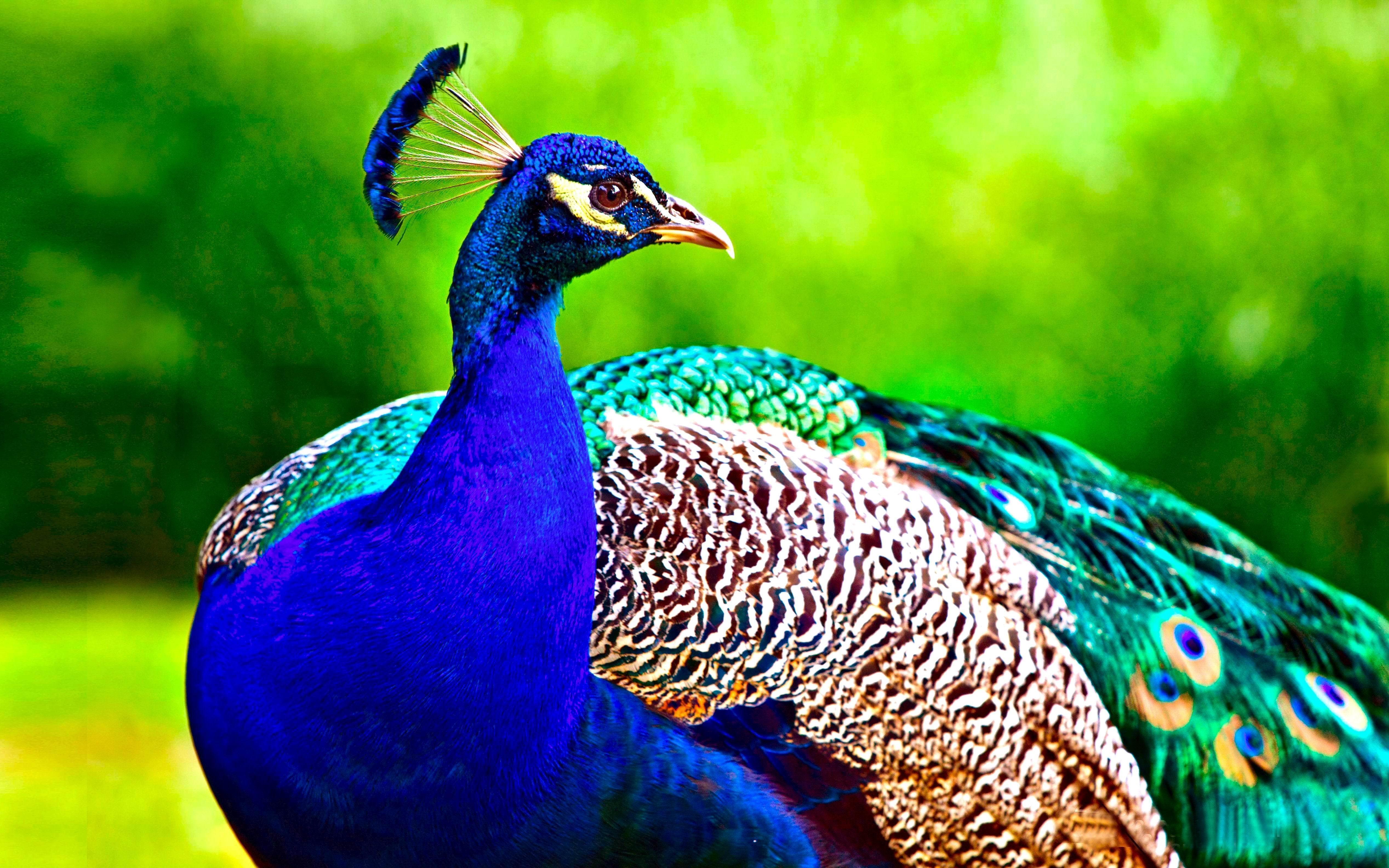 Beautiful Peacock Wallpapers