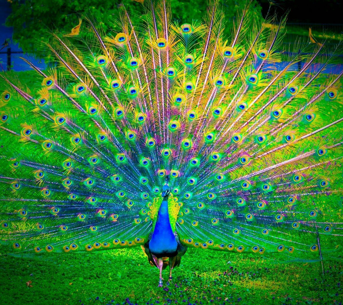 Beautiful Peacock Wallpapers