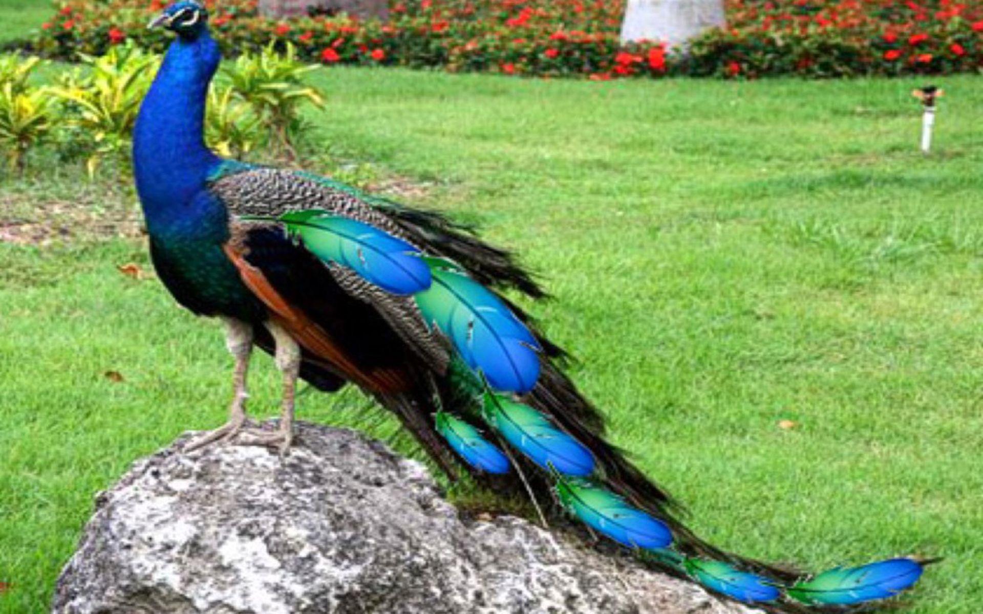 Beautiful Peacock Wallpapers