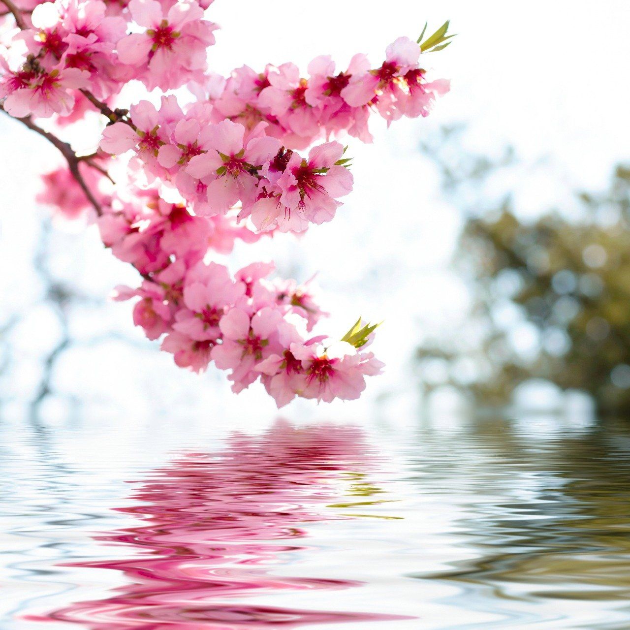 Beautiful Pink Flowers Wallpapers