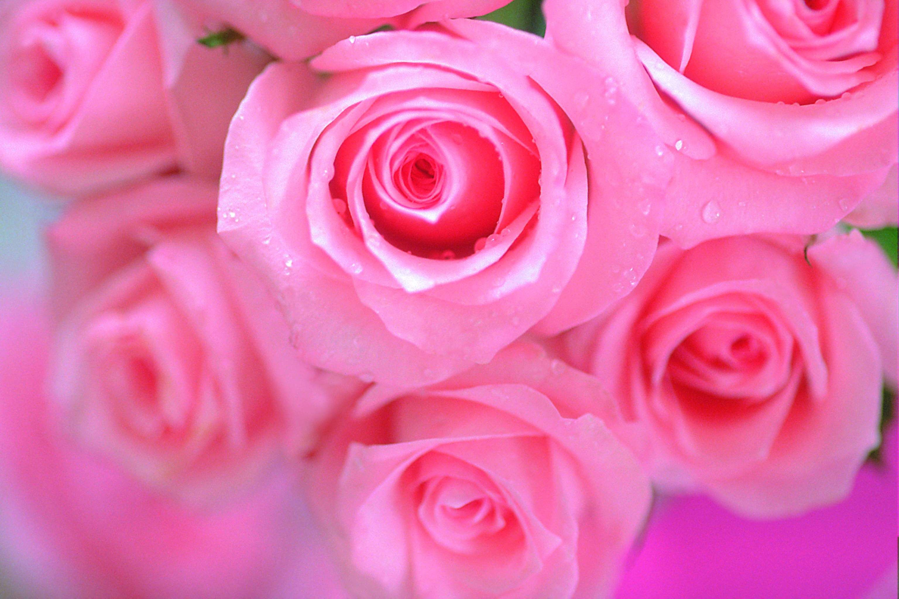 Beautiful Pink Flowers Wallpapers