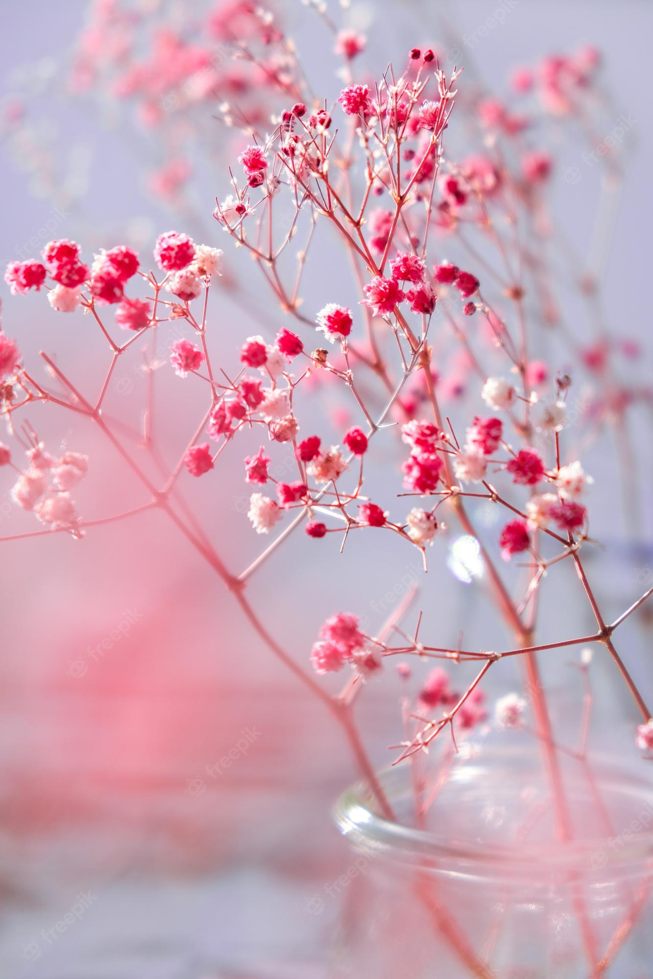 Beautiful Pink Flowers Wallpapers