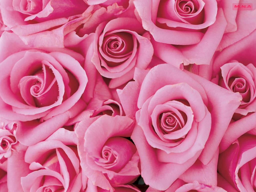 Beautiful Pink Flowers Wallpapers