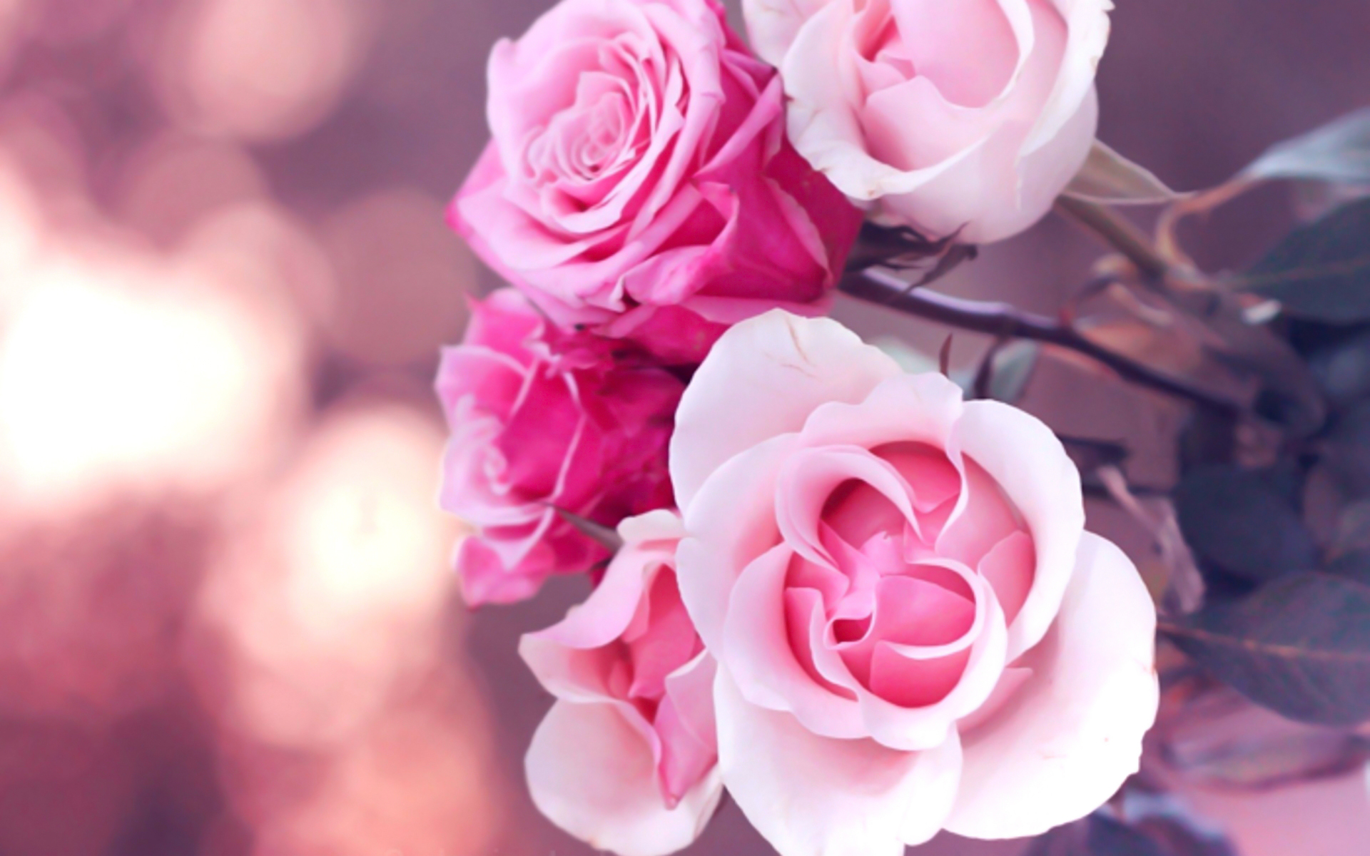 Beautiful Pink Flowers Wallpapers