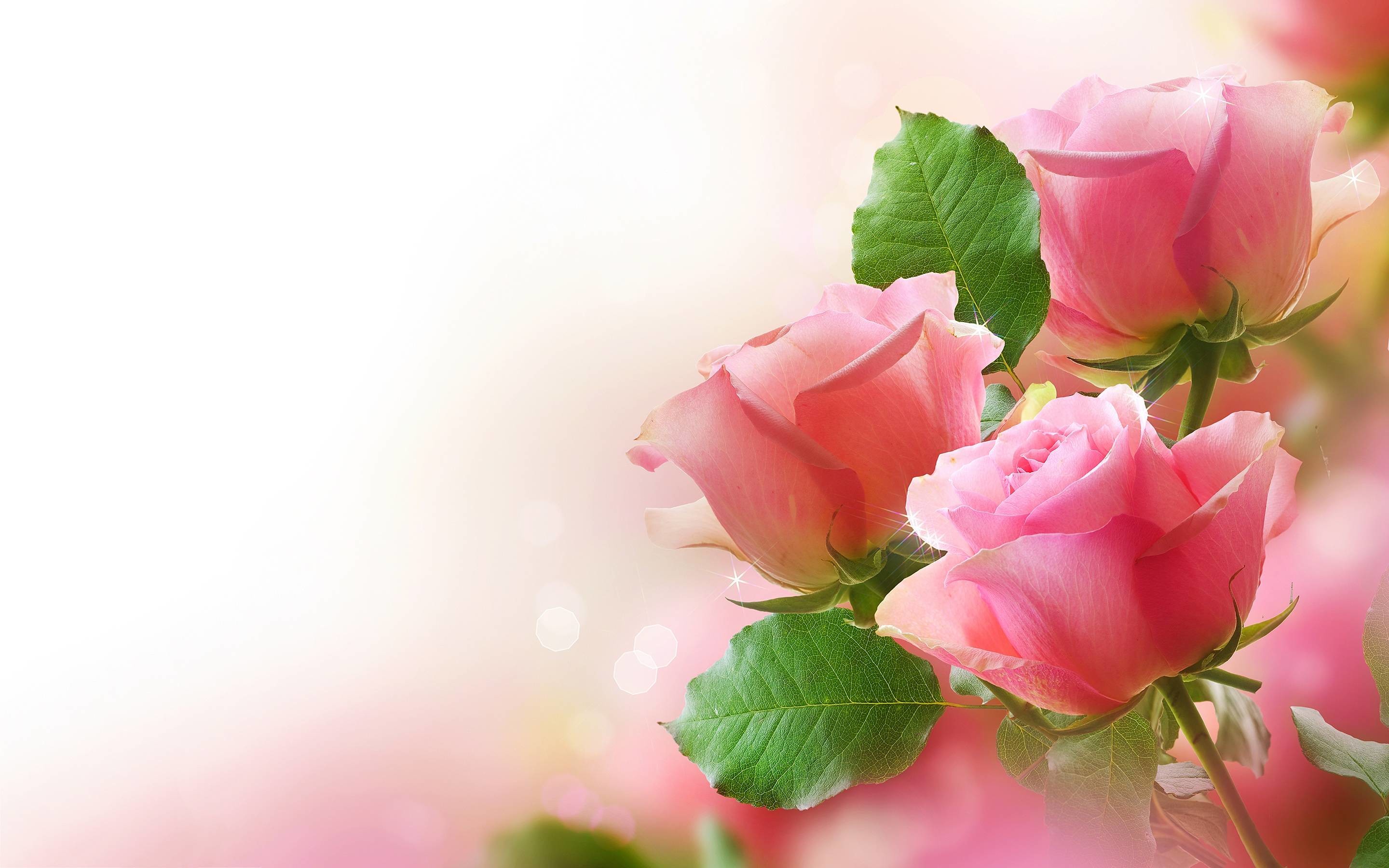 Beautiful Pink Roses Wallpapers Wallpapers