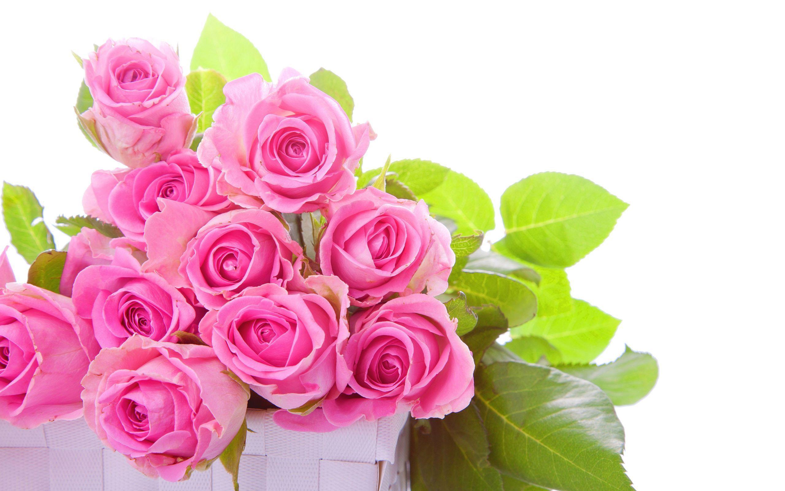 Beautiful Pink Roses Wallpapers Wallpapers