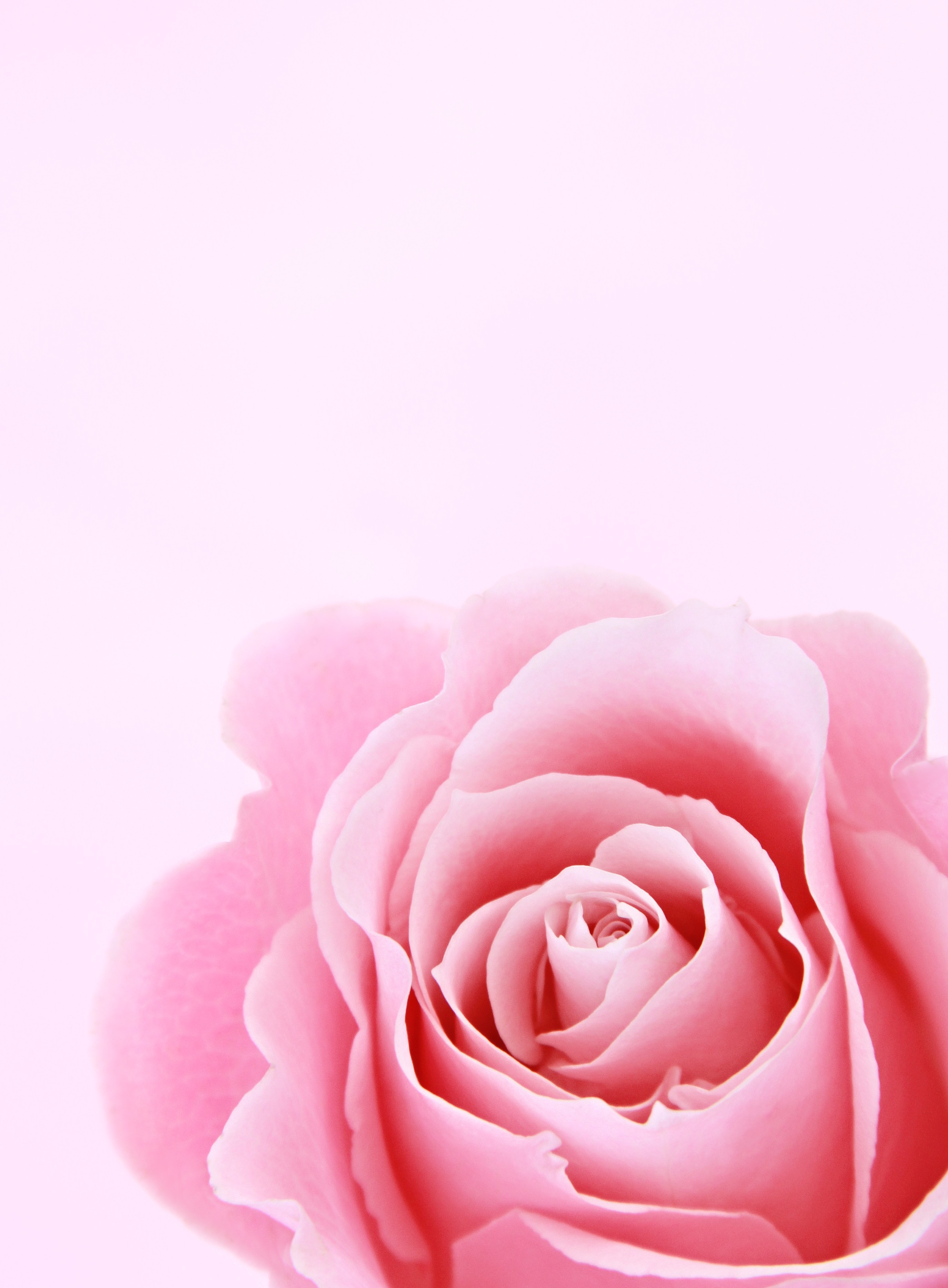 Beautiful Pink Roses Wallpapers Wallpapers