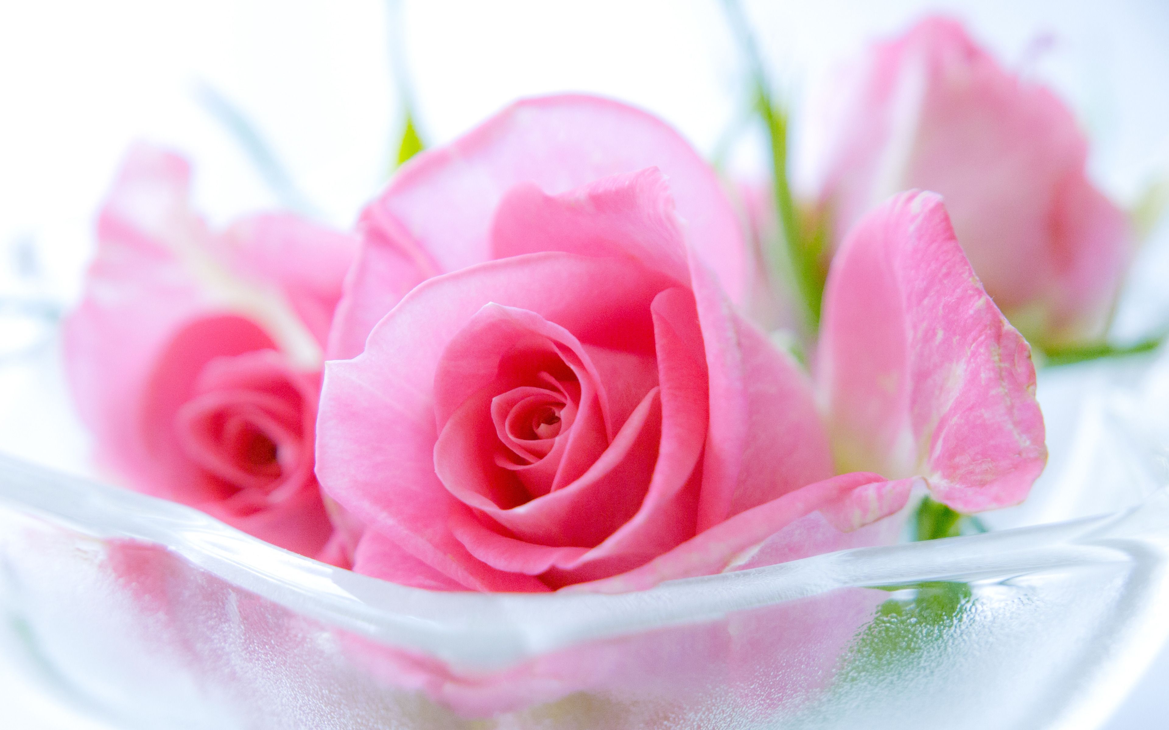 Beautiful Pink Roses Wallpapers Wallpapers