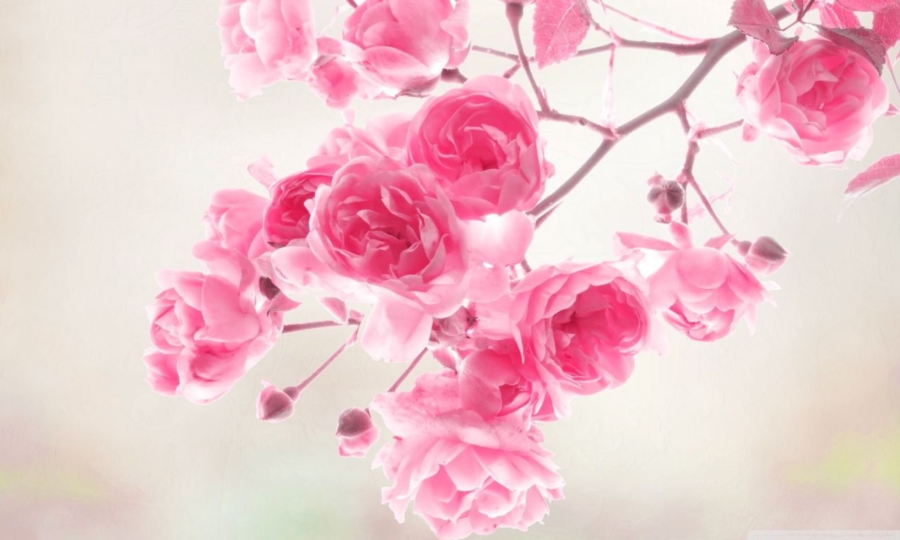 Beautiful Pink Roses Wallpapers Wallpapers