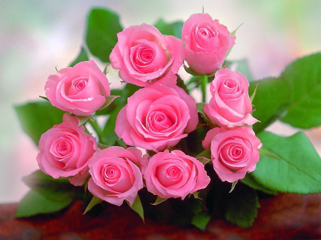 Beautiful Pink Roses Wallpapers Wallpapers