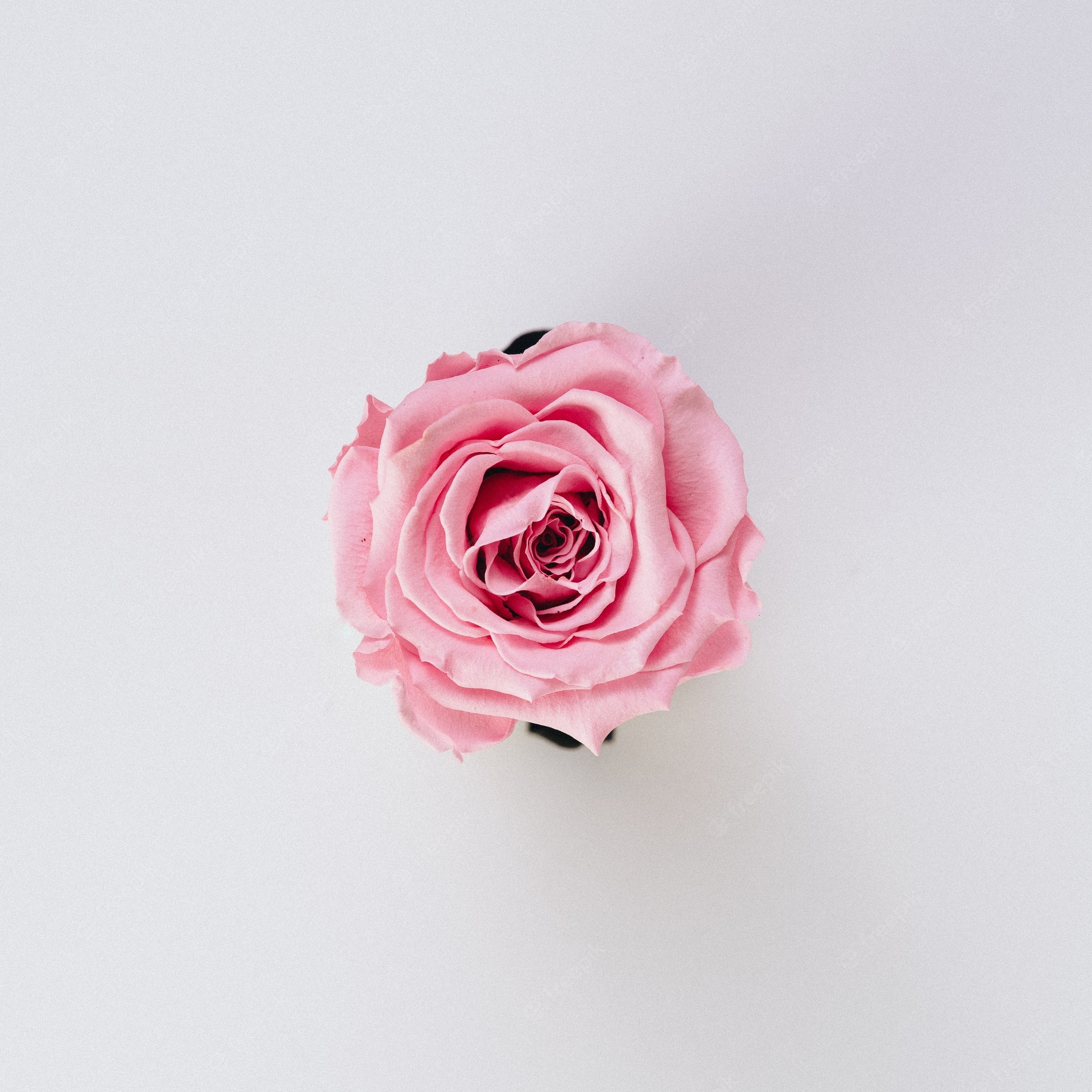 Beautiful Pink Roses Wallpapers Wallpapers