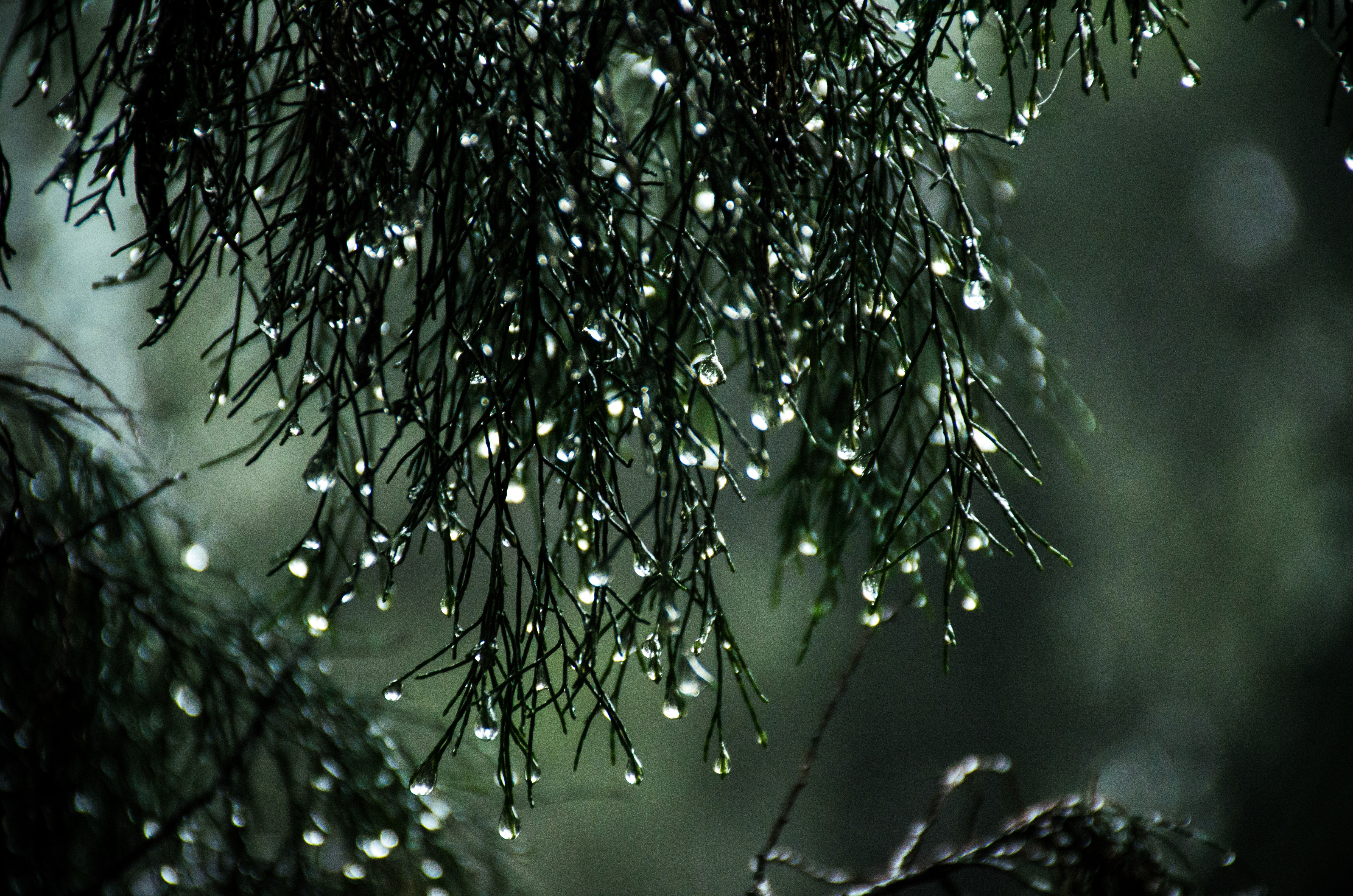 Beautiful Rain Drops With Quotes Wallpapers