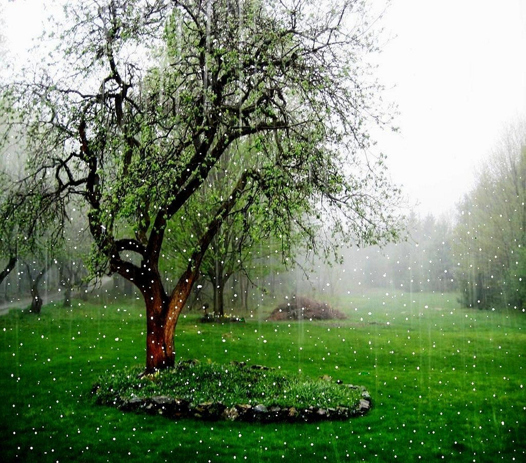 Beautiful Rain Wallpaper For Mobile Wallpapers