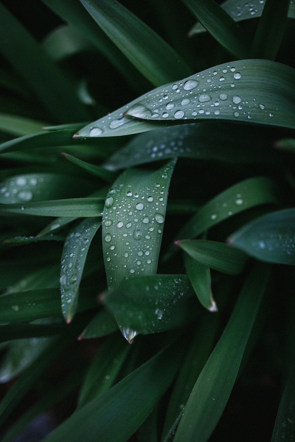 Beautiful Rain Wallpaper For Mobile Wallpapers