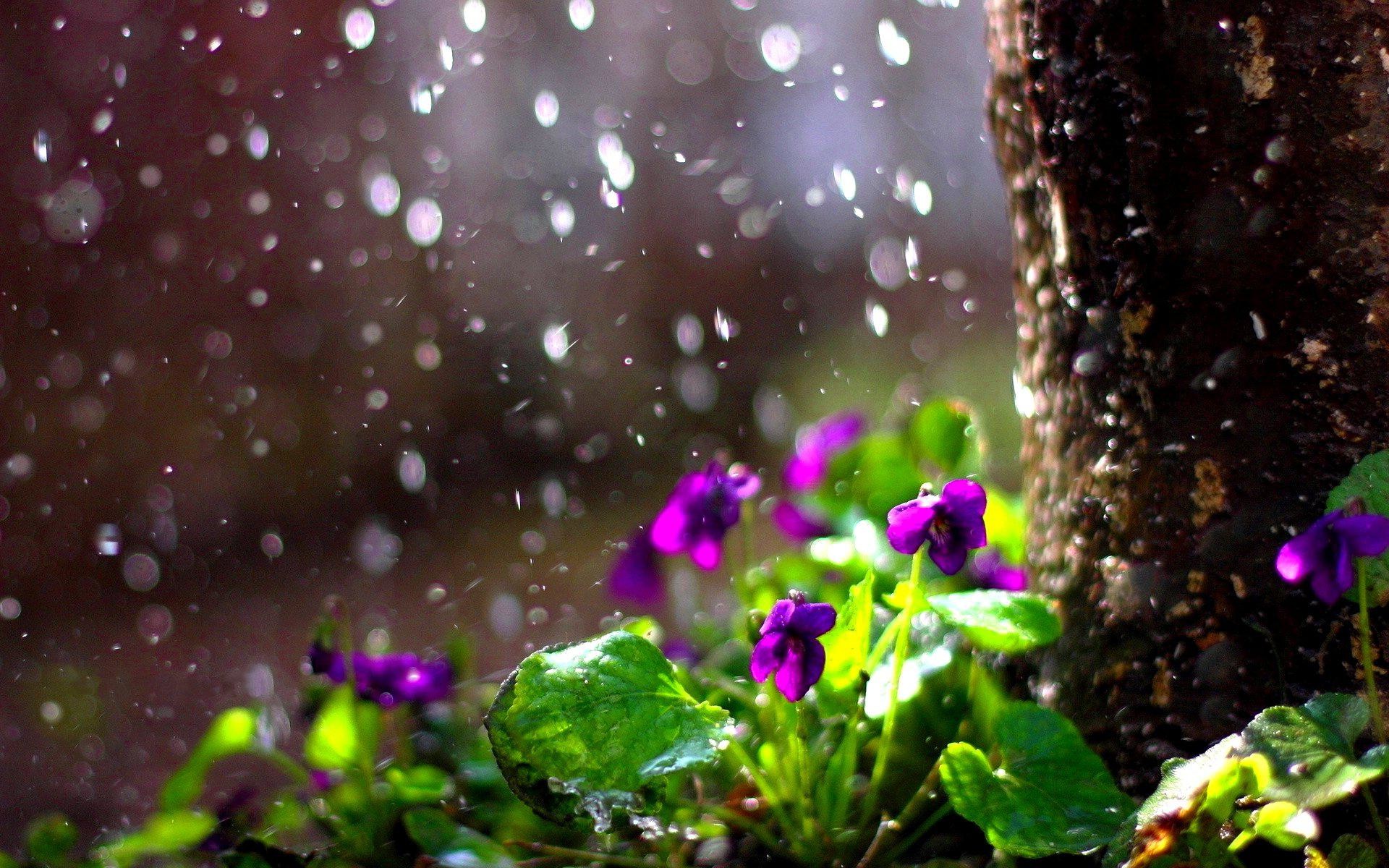 Beautiful Rain Wallpapers