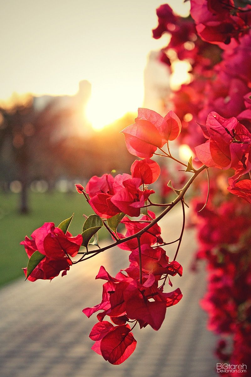 Beautiful Real Flowers Background