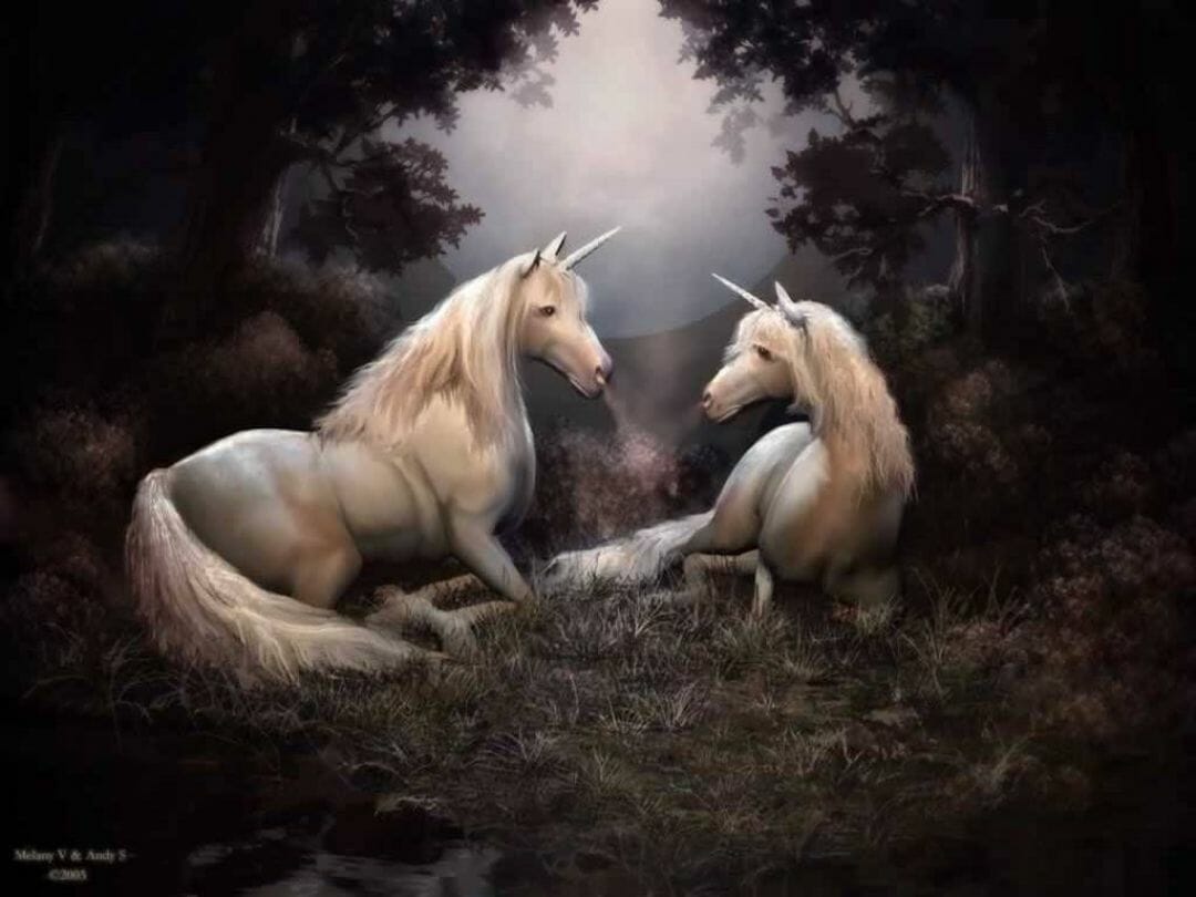 Beautiful Real Unicorn Wallpapers