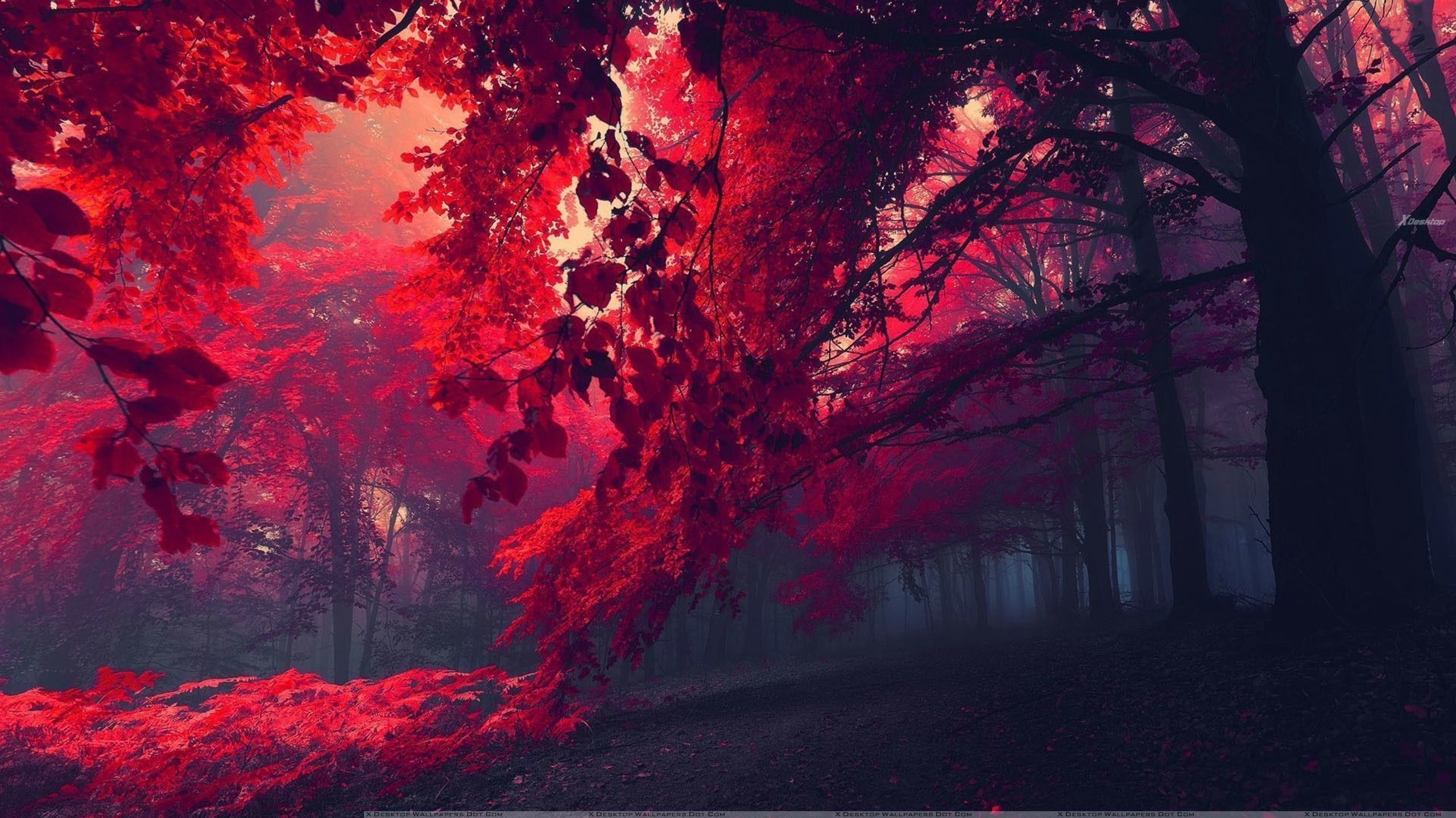 Beautiful Red Wallpapers