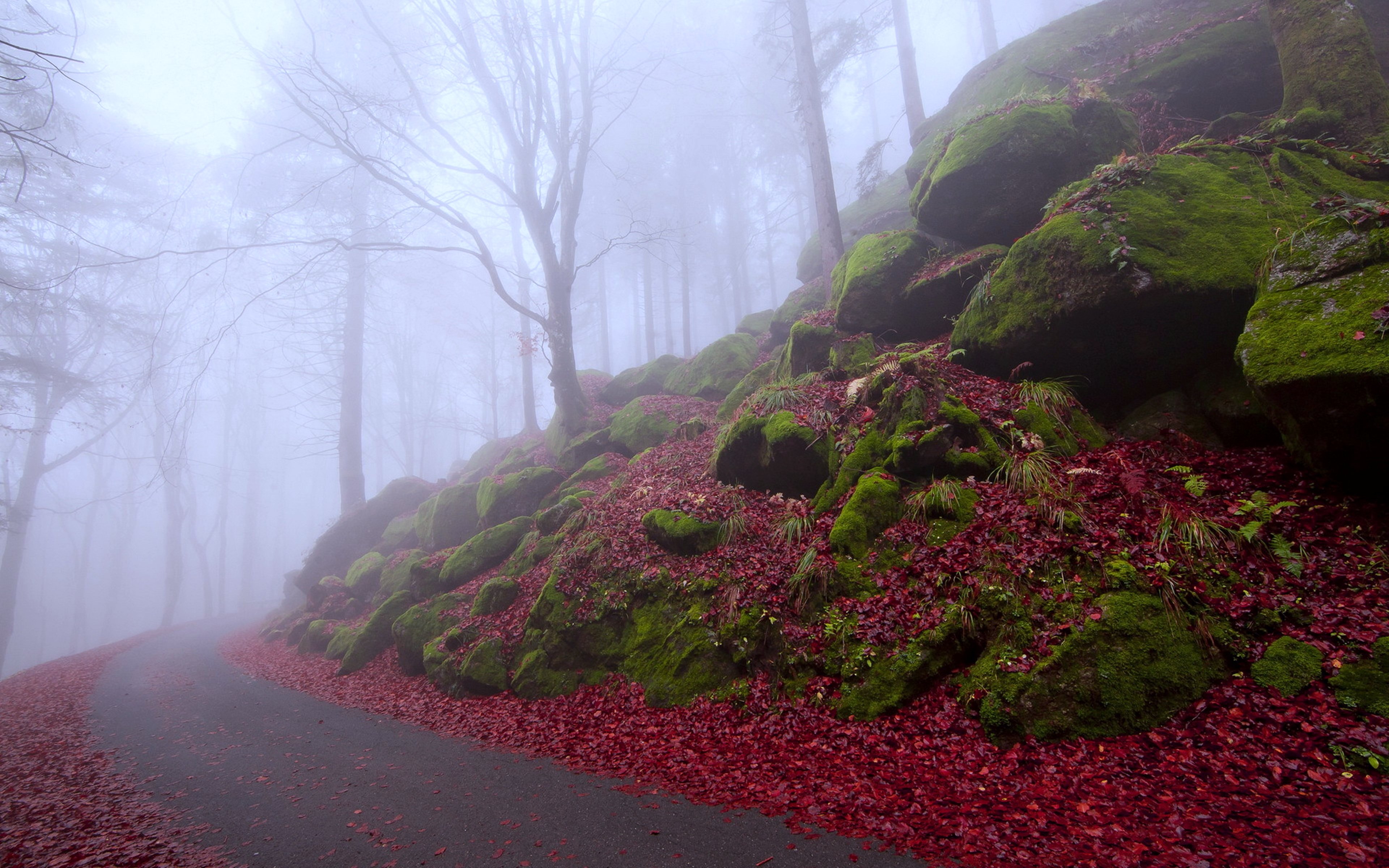 Beautiful Road And Forest In Fall Wallpapers