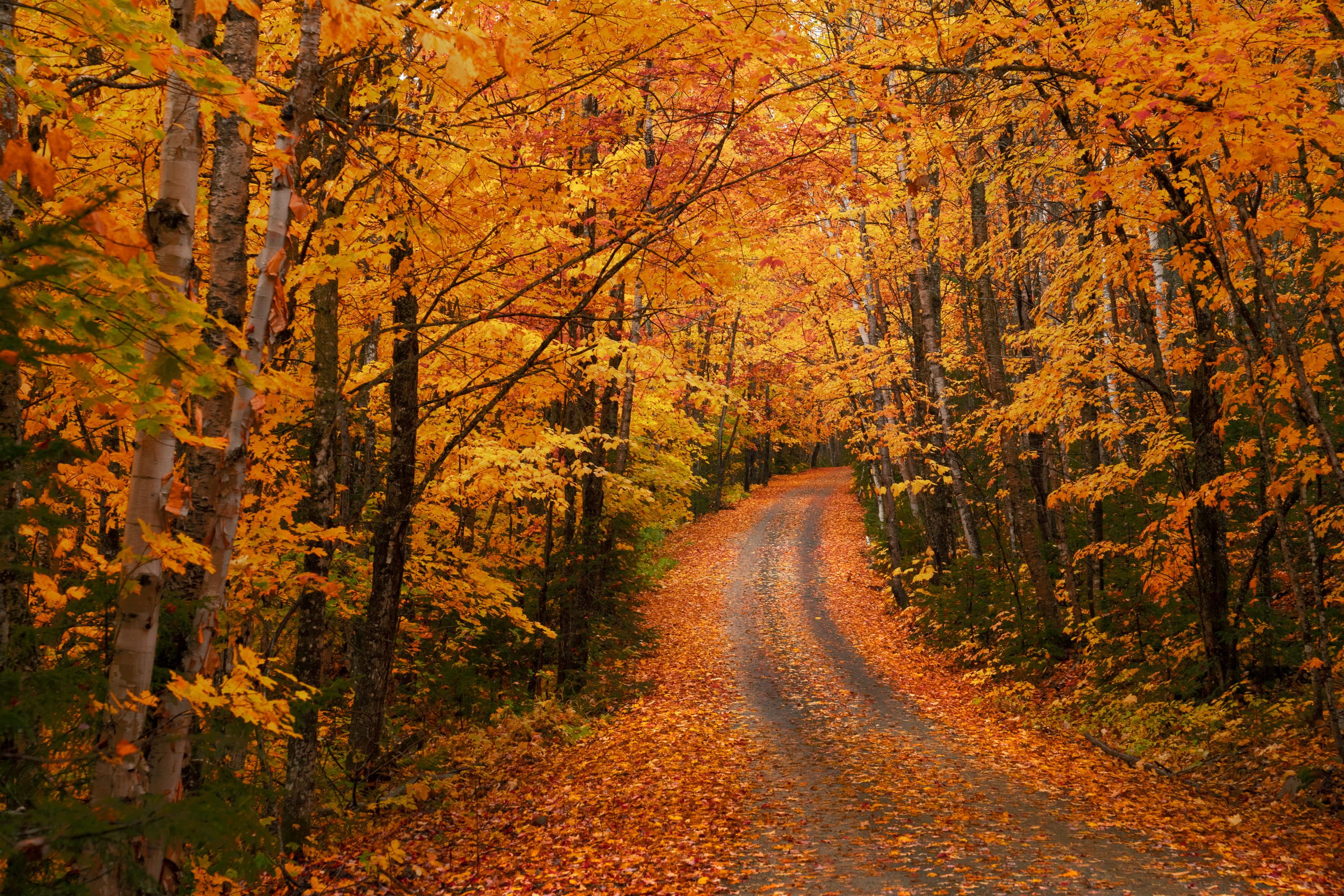 Beautiful Road And Forest In Fall Wallpapers