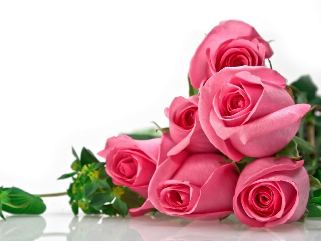 Beautiful Rose Flowers Wallpapers Wallpapers