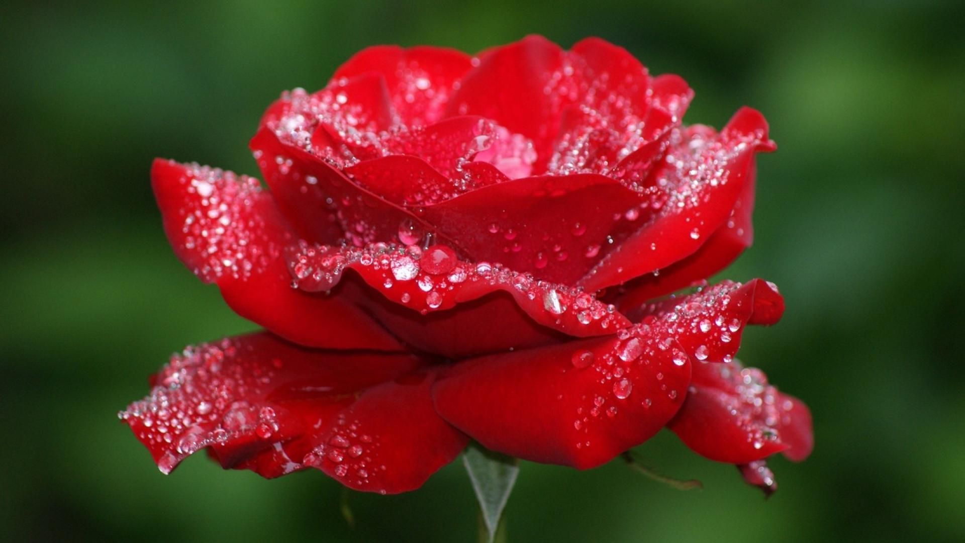 Beautiful Rose Flowers Wallpapers Wallpapers