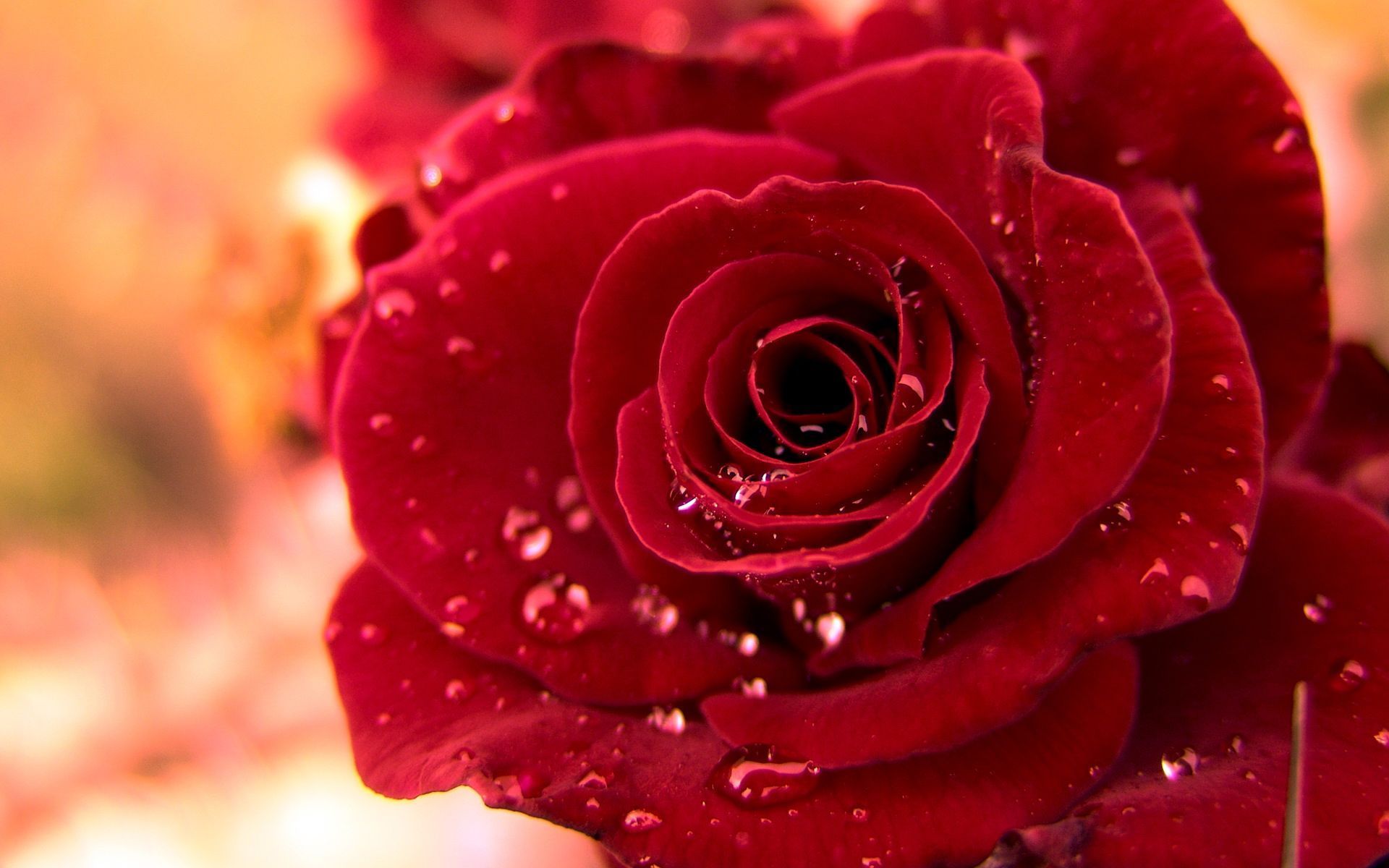 Beautiful Rose Flowers Wallpapers Wallpapers