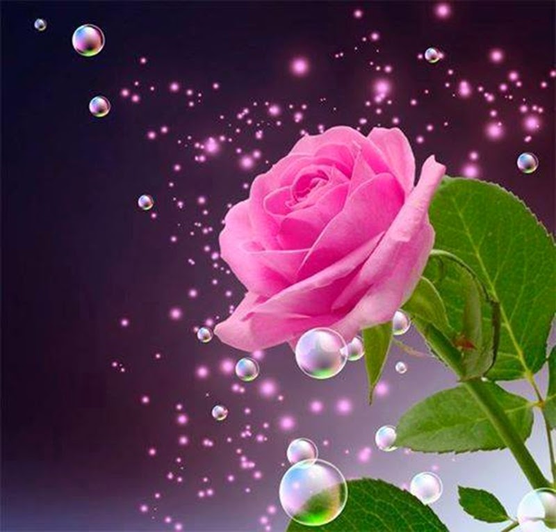 Beautiful Rose Flowers Wallpapers Wallpapers