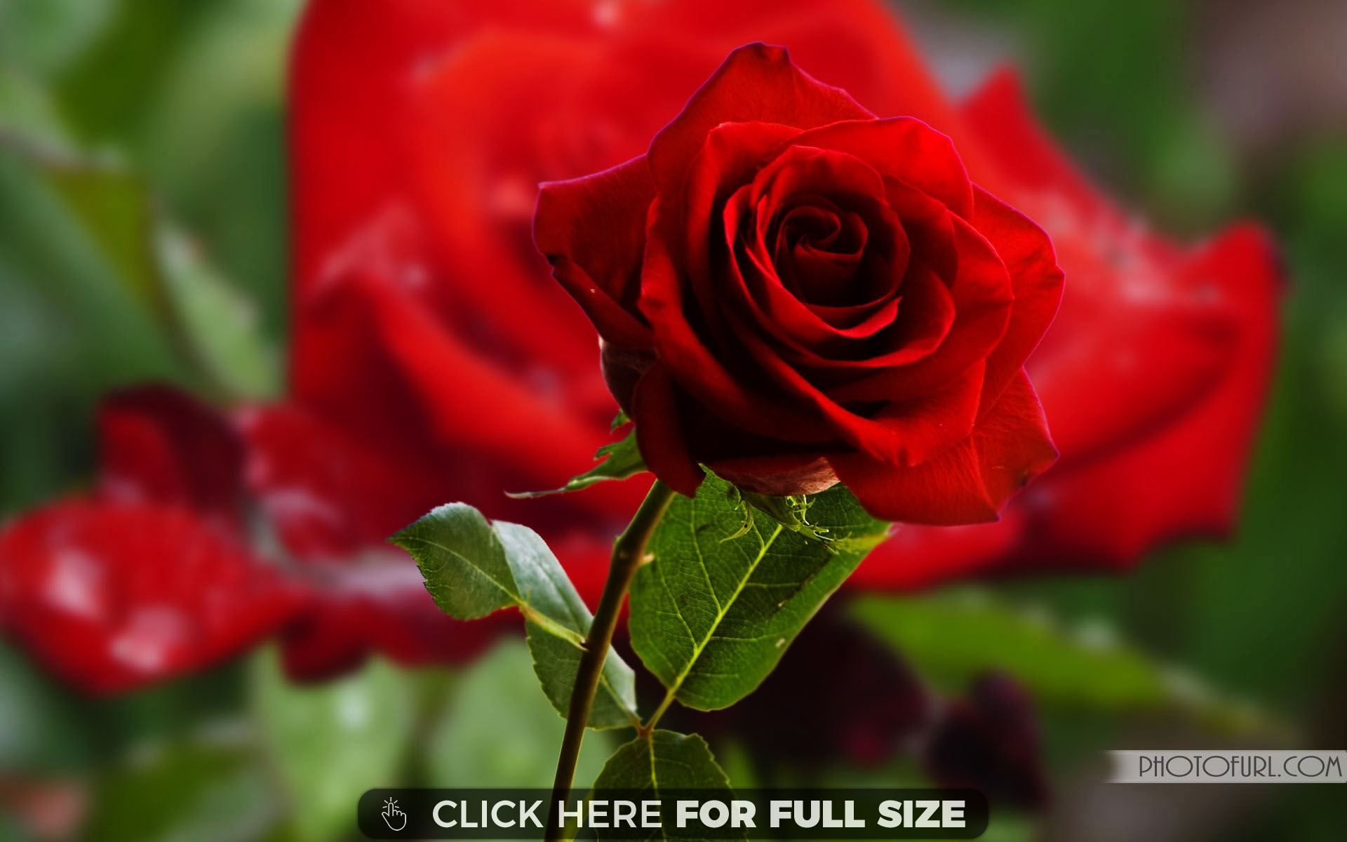 Beautiful Rose Flowers Wallpapers Wallpapers