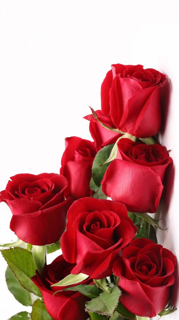 Beautiful Rose Flowers Wallpapers Wallpapers