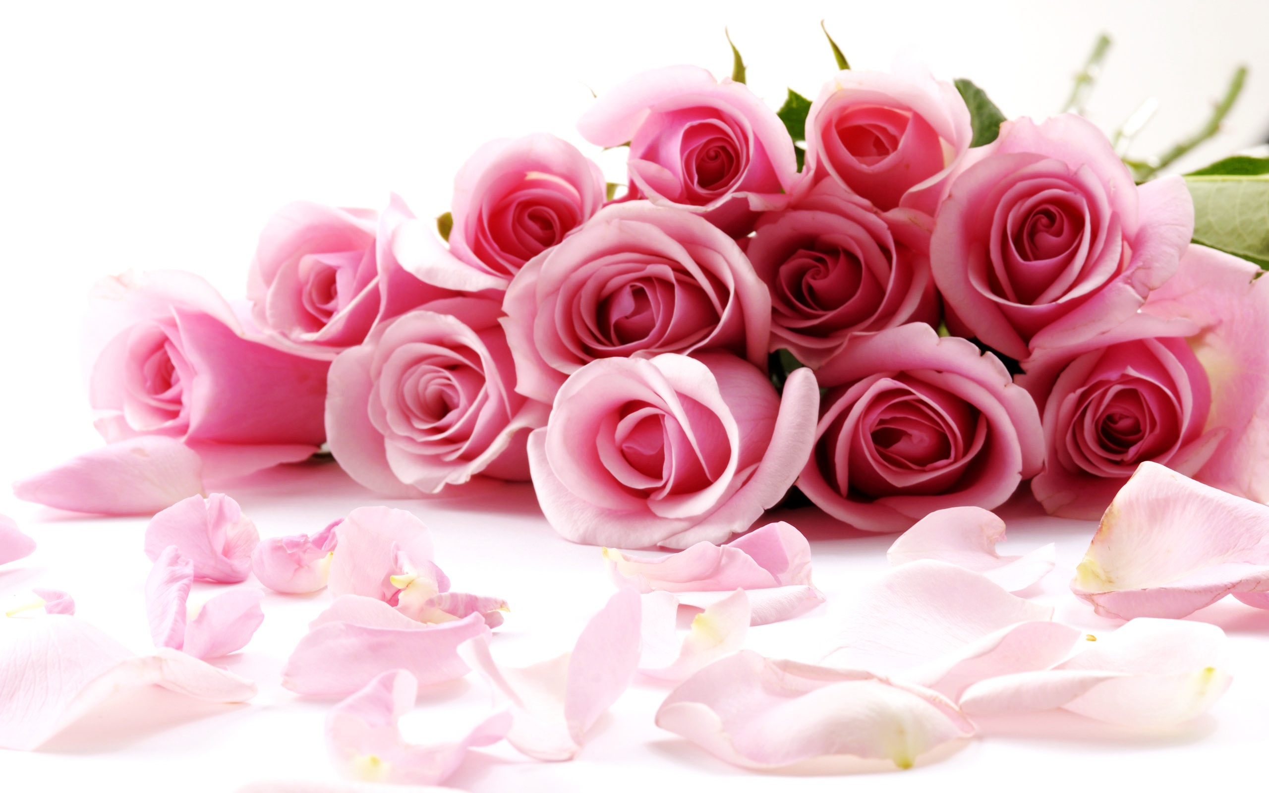 Beautiful Rose Flowers Wallpapers Wallpapers