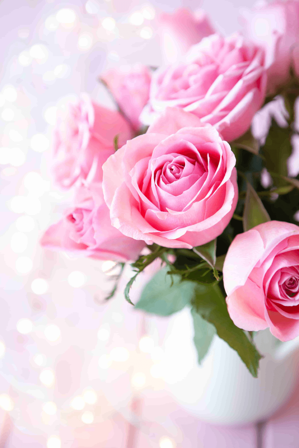 Beautiful Rose Flowers Wallpapers Wallpapers